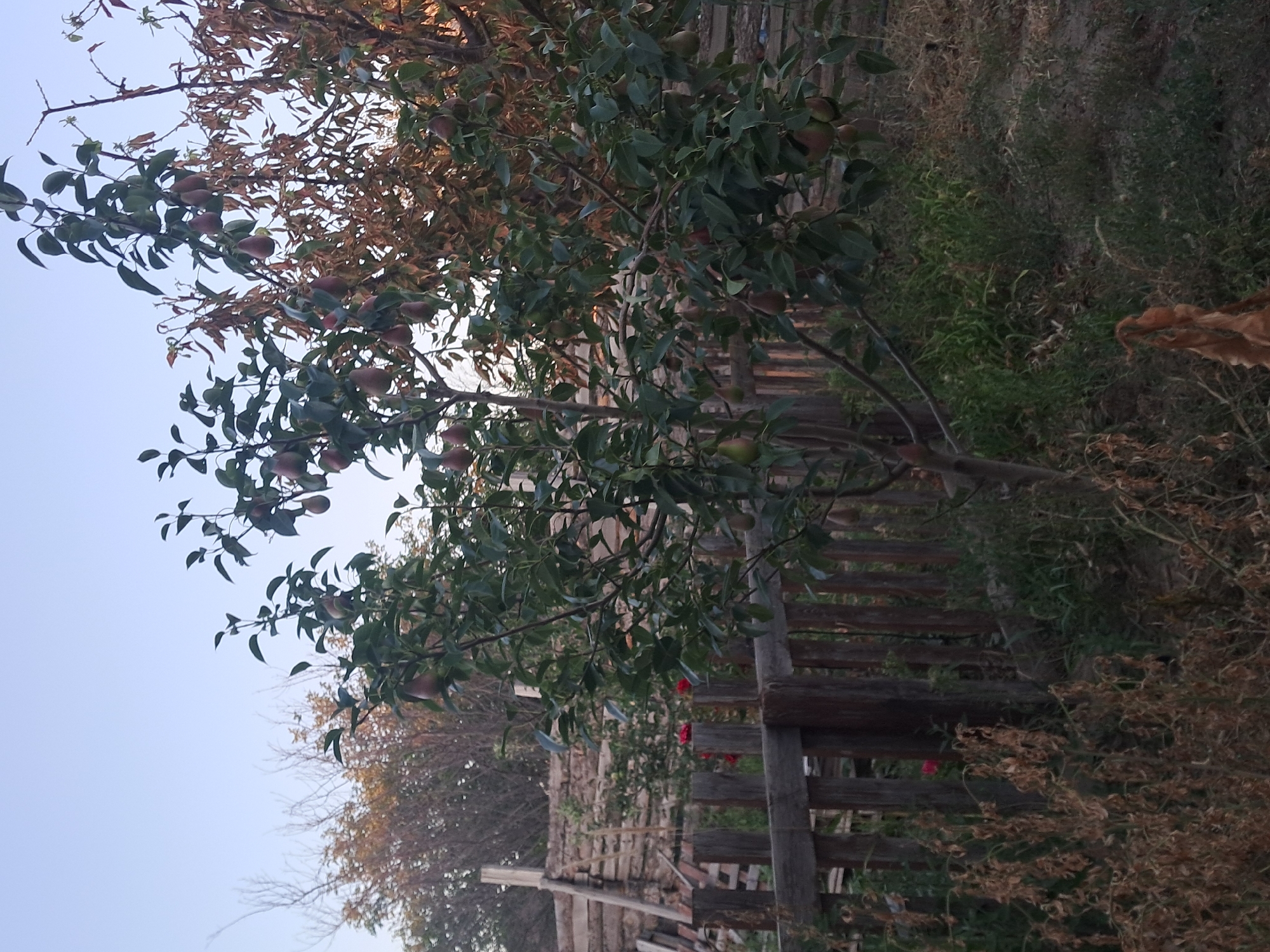 A pear tree laden with fruit stands in a yard, surrounded by a wooden fence. The tree is full of green leaves and several pears are visible, some ripe and others still growing. Behind the tree, a rustic wooden fence encloses a backyard area. Dry grasses and other vegetation surround the base of the tree and extend to the fence line. In the background, more trees and a clear sky can be seen. The scene appears to be an outdoor setting, possibly a rural or suburban backyard.