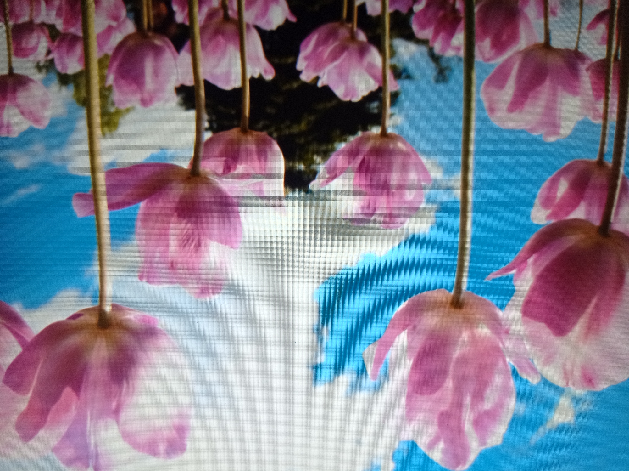 This is a low-angle, close-up photograph of a field of pink tulips against a bright blue sky with white clouds. The tulips are in various stages of bloom, with some fully open and others still budding. The camera is positioned below the flowers, looking upwards, which emphasizes their height and the vastness of the sky. The image appears to be taken during daylight, with soft sunlight illuminating the petals and casting subtle shadows. The background shows a dark green mass of trees, suggesting a park or garden setting. There are no people or animals visible in the image. The image appears to be taken in a tulip field, likely during springtime. The presence of tulips suggests a temperate climate. The description does not provide specific details about the city of Mukachevo, Ukraine, as this information is not present in the image itself.