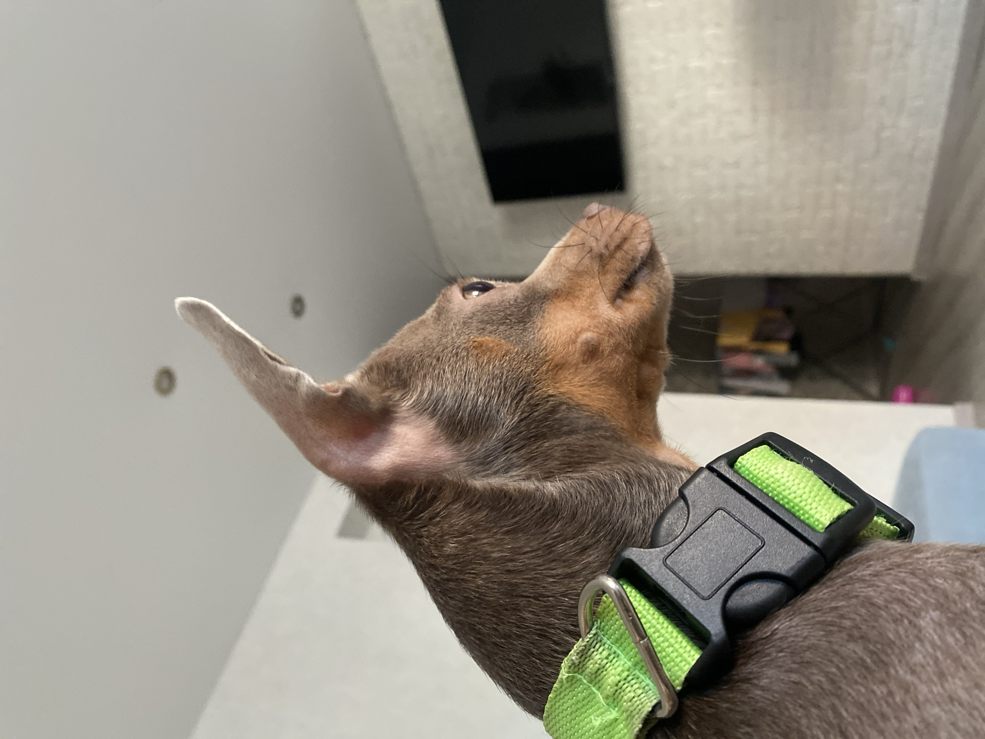 A close-up, low-angle shot of a brown and tan dog wearing a lime green and black collar. The dog is looking upwards. The background shows a white wall, a dark rectangular shape (possibly a television), and a textured wall. The location and existence of people are not discernible from the image.