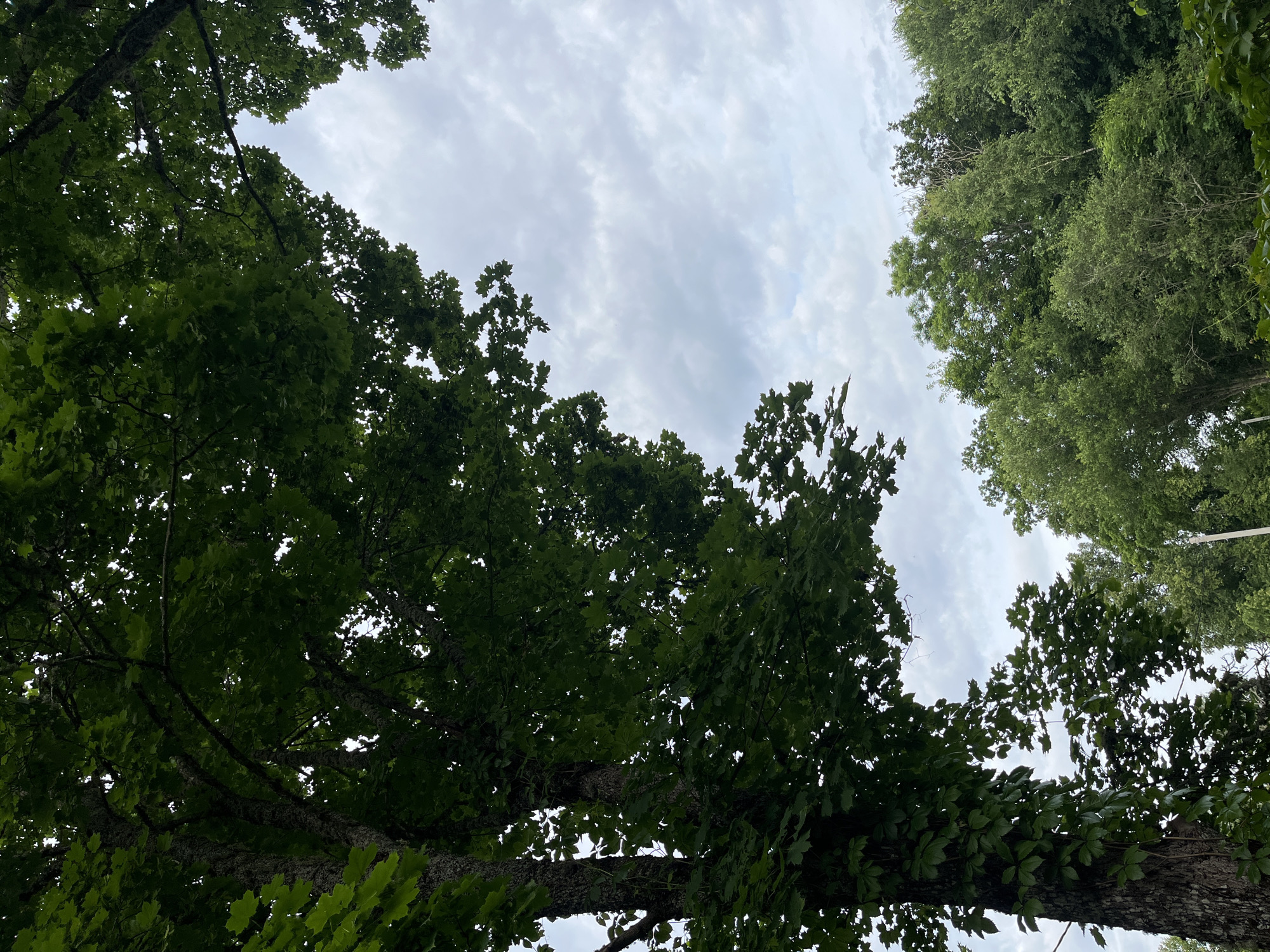 The image captures a view looking upwards towards the sky, framed by lush green foliage and a cloudy sky. In the foreground, a large tree trunk, partially covered in ivy, stands to the left. The trunk has a rough, textured bark. Branches laden with dark green leaves extend across the upper left and right portions of the frame, creating a canopy effect. The sky is overcast with scattered, light gray clouds. Towards the bottom right of the image, a dense line of trees forms a natural horizon. The overall scene suggests a natural setting, possibly a park or a wooded area within or on the outskirts of Starye Politsy, Russia. There are no people or specific objects visible that would indicate a particular activity or event. The image appears to be a still, candid shot, focusing on the interplay between the trees and the sky.