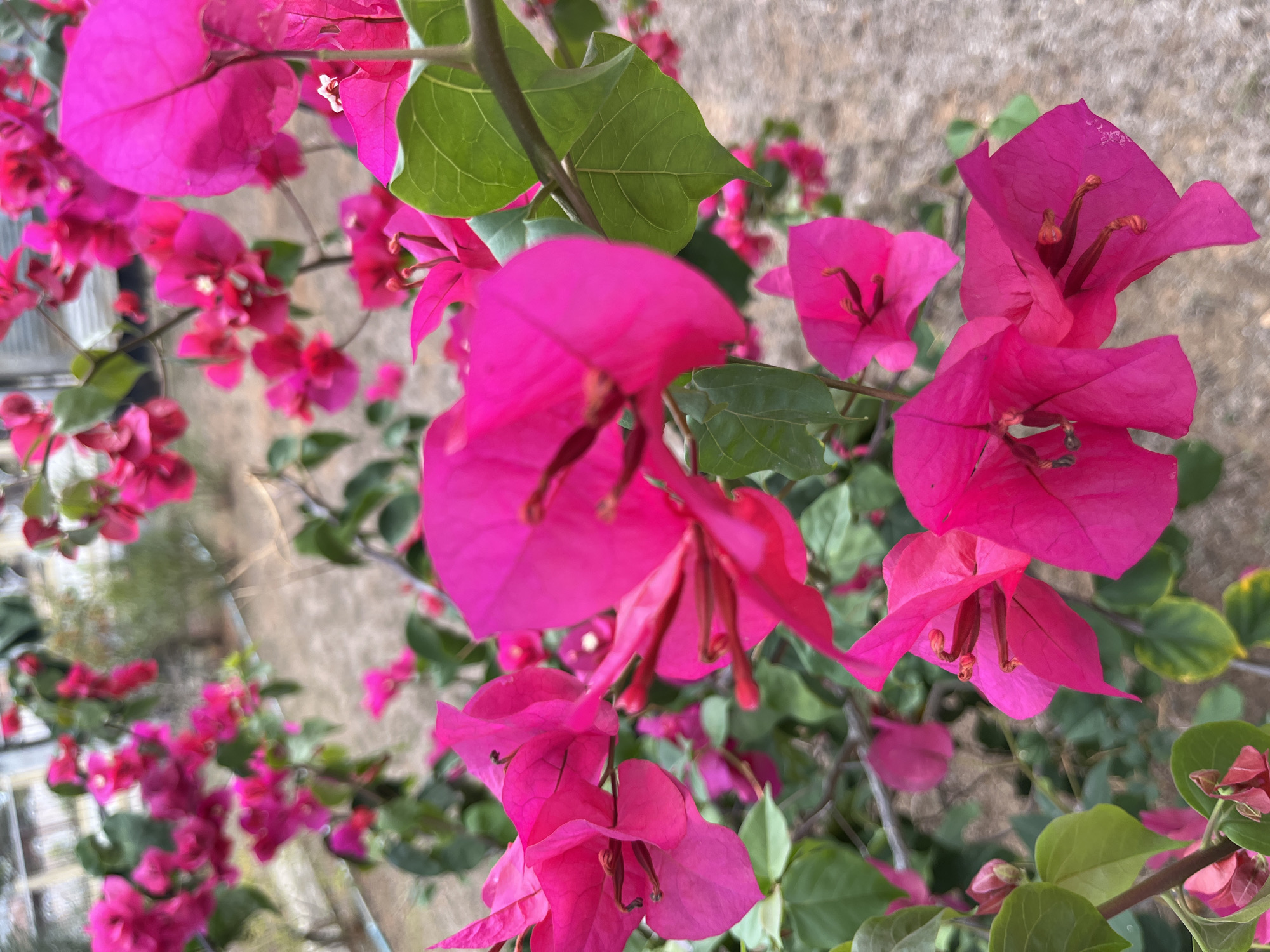 The image features a close-up view of vibrant magenta bougainvillea flowers. The flowers are in various stages of bloom, with some appearing fuller and more open than others. Green leaves are interspersed among the flowers. The background consists of a blurred, textured surface. The location is Tinaquillo, Venezuela.