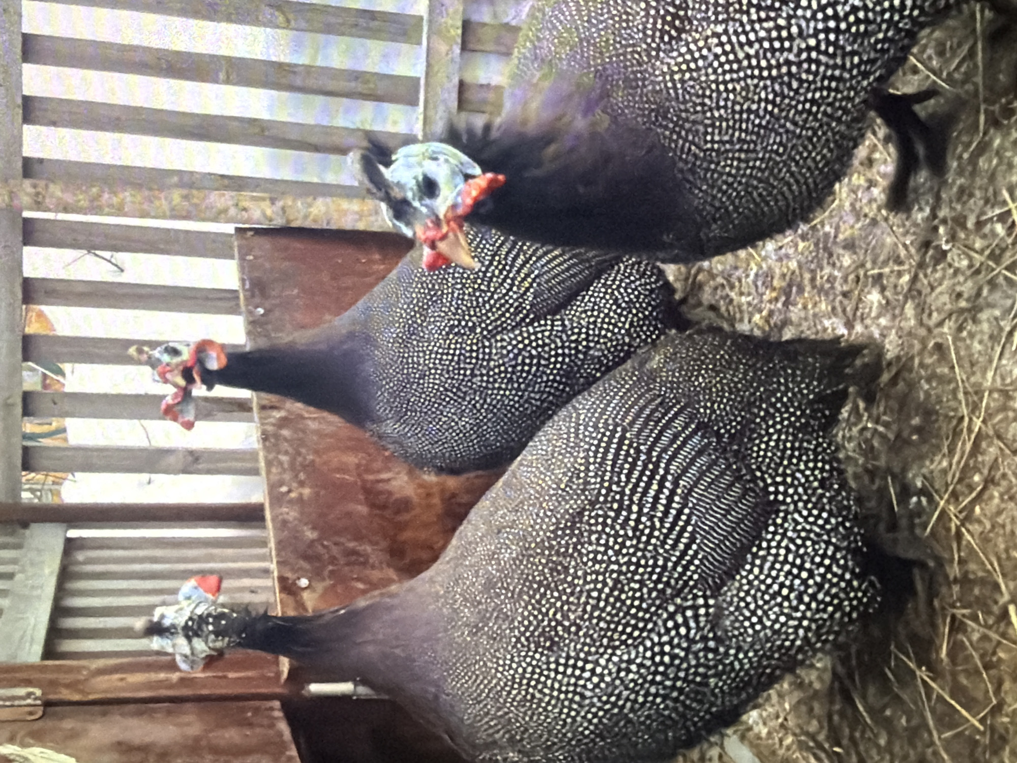 Three helmeted guineafowls are standing in a pen. The birds are dark with white spots. They have blue and red wattles on their heads. The pen is made of wood and has a straw floor. The background shows a wooden fence and some corrugated metal. The image is likely taken in a rural or agricultural setting in Bukuru, Nigeria.