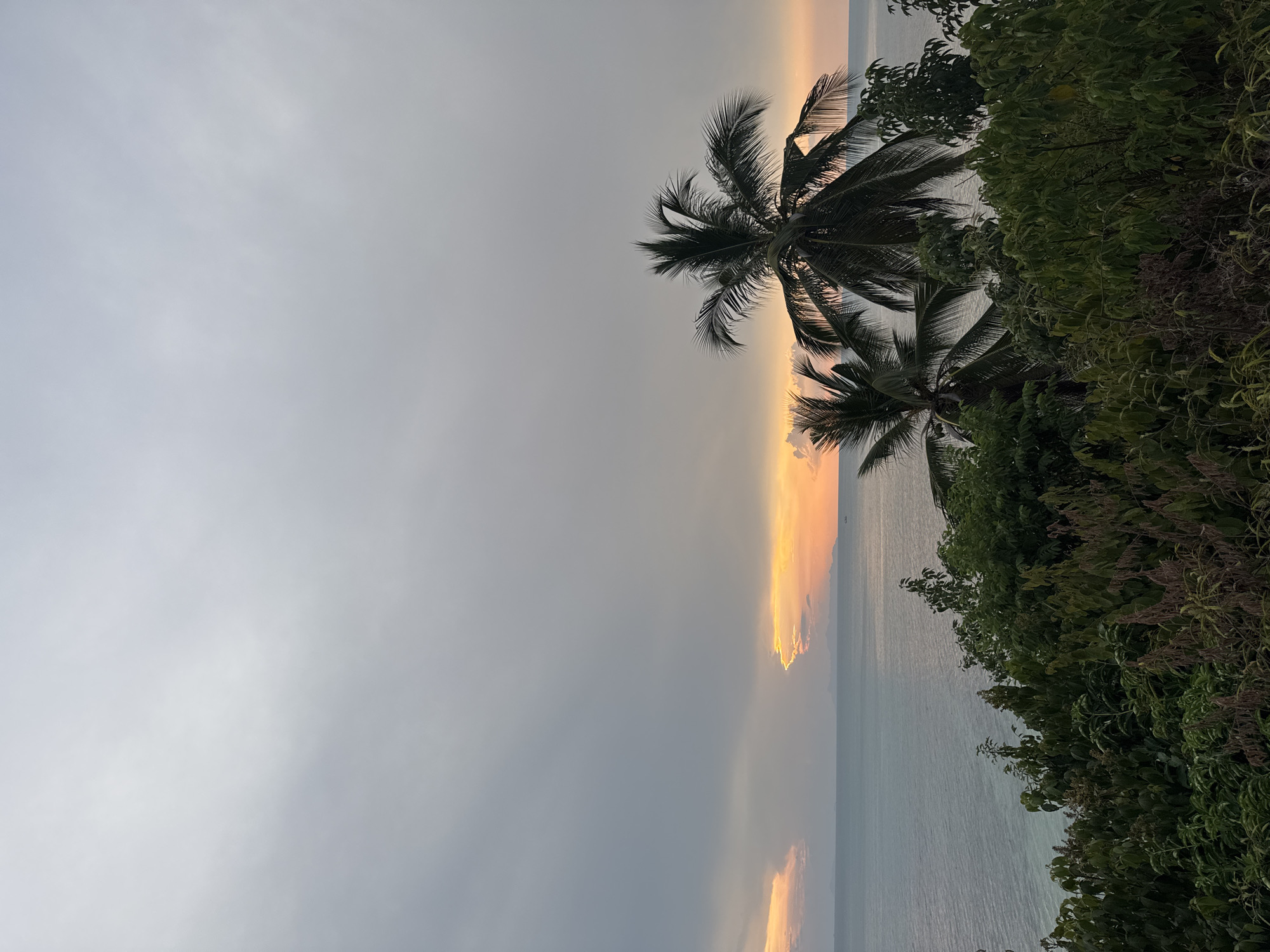 The image presents a serene tropical coastal landscape at either sunrise or sunset, overlooking the sea in Baan Pang Ka, Thailand.
The scene is primarily divided into sky, sea, and tropical vegetation. The sky, covering the left two-thirds of the frame (when viewed in landscape orientation), is largely overcast with soft, muted grey clouds. Towards the right horizon, the clouds give way to a brilliant burst of warm colors—vibrant orange, yellow, and soft pink—indicating the sun's position low in the sky.
Below this colorful horizon stretches a calm expanse of ocean or sea. Its surface appears gently rippled, reflecting the subtle light from the sky above, with hues ranging from light blue to a soft greyish-blue.
The right side and bottom right of the frame are densely populated with dark green tropical foliage. Prominent among these are several palm trees, their fronds sharply silhouetted against the bright, colorful horizon. Other lush green bushes and plants fill the foreground, contributing to the rich, natural environment.
The overall impression is one of tranquility and natural beauty. There are no people or specific activities taking place, and no visible text. The notable details include the striking contrast between the overcast grey sky and the vibrant sunset/sunrise colors on the horizon, framed by the iconic silhouettes of tropical palm trees. The weather appears calm and clear near the horizon, despite the overhead clouds.
