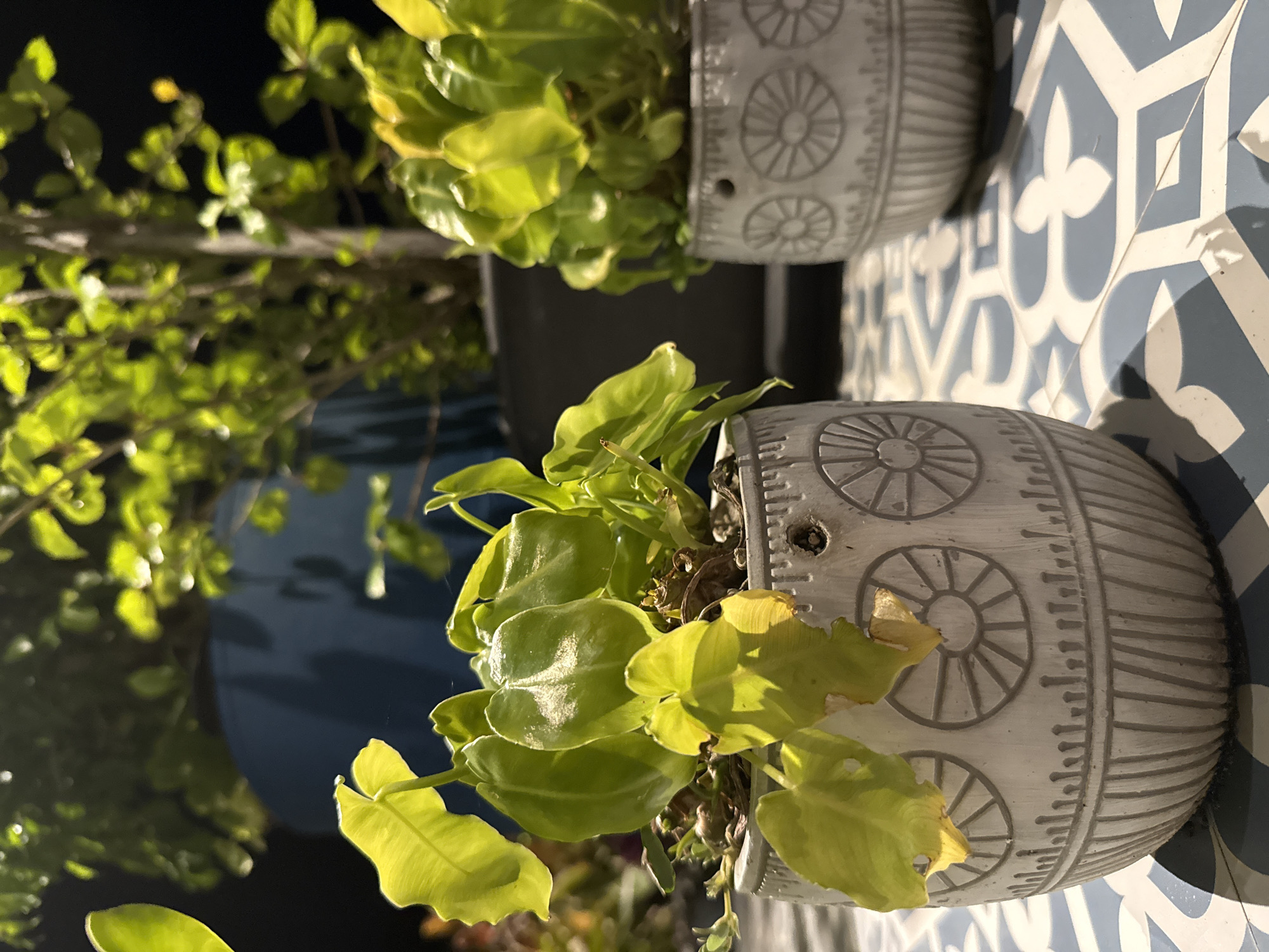 The image shows a close-up of two potted plants with vibrant green leaves. The pots are decorative, made of a light-colored material with etched circular patterns. The plant in the foreground is larger, with broad, glossy leaves, some showing signs of yellowing at the edges. It appears to be growing out of a pot that is slightly tilted. In the background, another similar pot with a plant is visible, less in focus. Behind the pots, there is a blue tiled surface with a geometric pattern of white and blue shapes. The lighting suggests it might be daytime, with sunlight casting highlights on the leaves and creating shadows. The overall scene appears to be an outdoor setting, possibly a patio or balcony, given the presence of decorative tiles. The image is oriented vertically. There is no visible text.