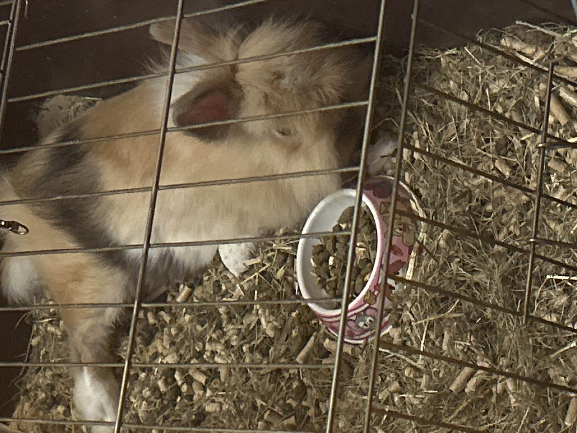A rabbit is in a wire cage. The rabbit is light brown and has grey stripes on its back. The rabbit is resting its head next to a small bowl filled with food pellets. The cage is filled with hay and wood shavings. The location is unknown and there is no evidence to suggest this image was taken in Sofia, Bulgaria. No people are visible in the image.