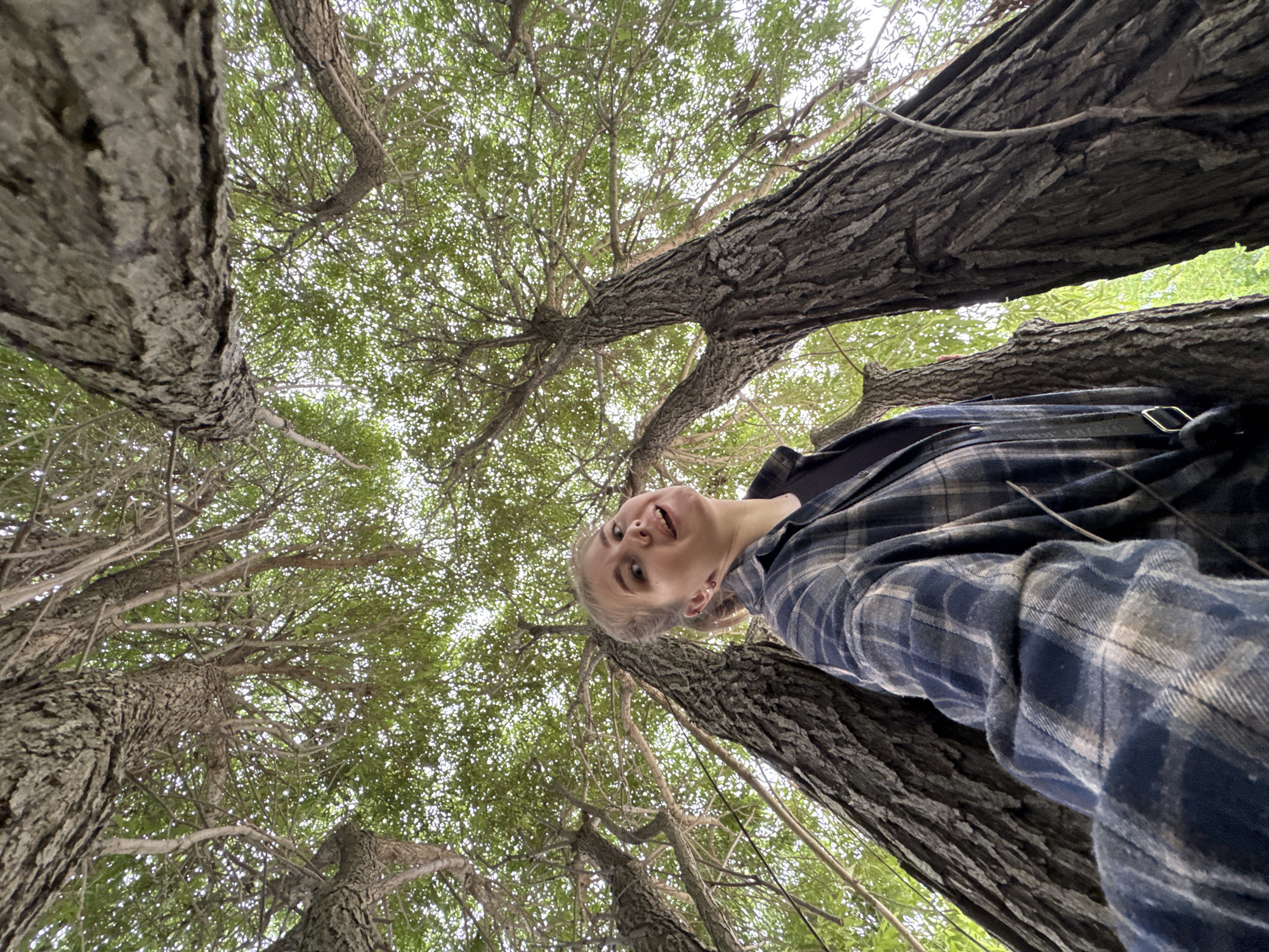 A low-angle, wide shot captures a young person looking up from beneath the branches of trees. The person, with fair hair and pale skin, wears a blue and gray plaid shirt. Their mouth is slightly open, and they have a surprised or excited expression. They are positioned in the center-right of the frame, with the thick, textured bark of a tree trunk dominating the right side.
The scene is set outdoors, amidst a dense canopy of green leaves and branches. The perspective looking upwards emphasizes the scale of the trees, with their trunks and limbs branching out and crisscrossing overhead. The light filtering through the leaves suggests it is daytime, possibly overcast given the diffused light. The location is identified as Горный, Russia. No text is visible in the image. The overall impression is one of wonder and engagement with the natural environment.
