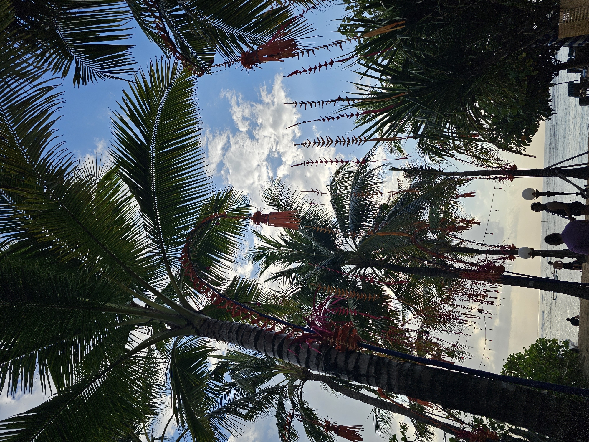 The image depicts a serene beach scene in Denpasar, Indonesia, likely at sunset or sunrise, with palm trees dominating the foreground. Several palm trees, some adorned with vibrant red and orange decorative streamers, frame a view of the ocean under a partially cloudy sky. The ocean appears calm with gentle waves. Silhouettes of a few individuals are visible on the sandy beach near the water's edge, with two figures standing and one person sitting. In the distance, a small boat is present on the water. The overall atmosphere suggests a tranquil tropical setting.