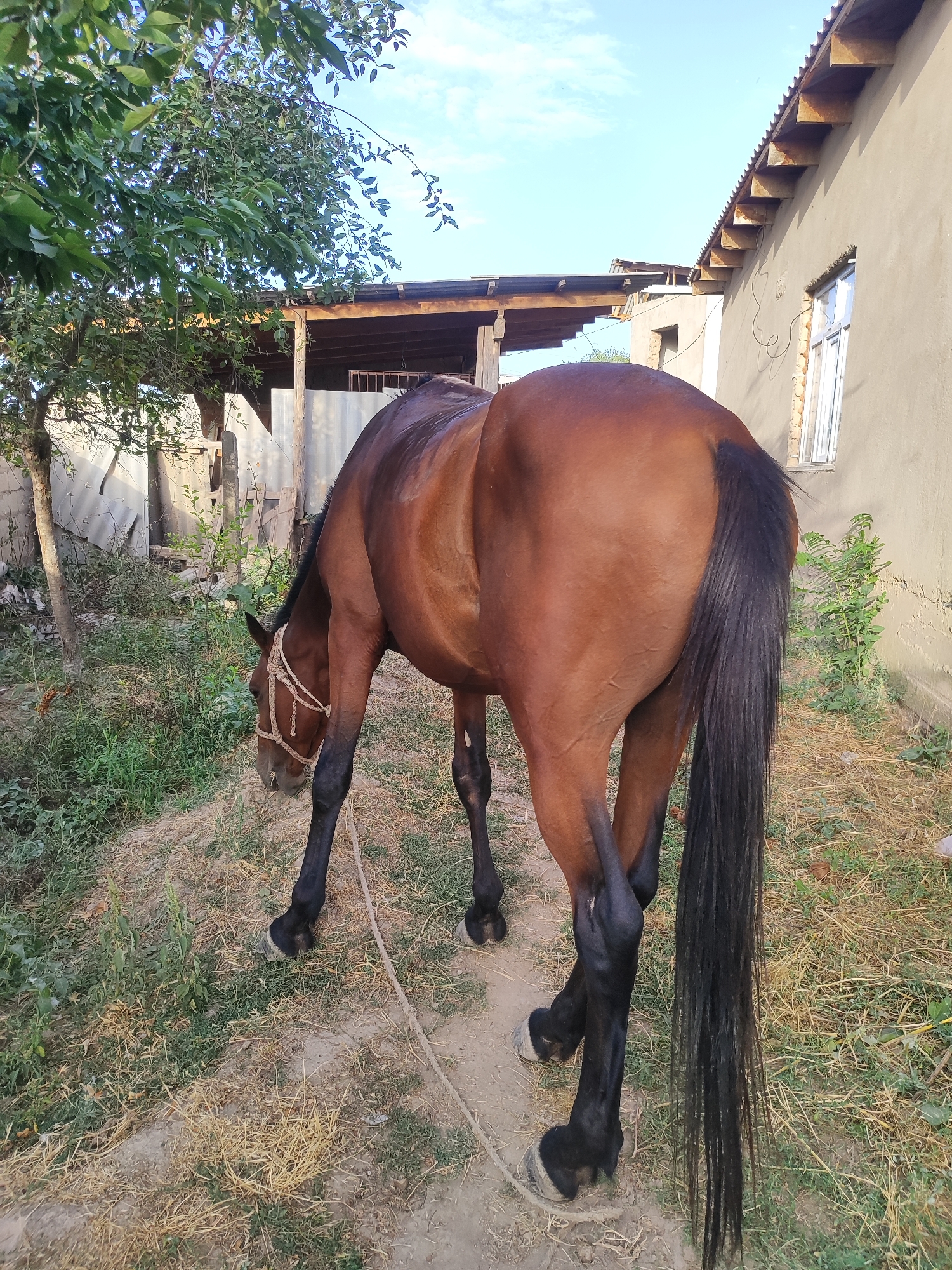 A brown horse is standing in an outdoor area with dry grass and some greenery. The horse is facing away from the camera, with its head lowered as if grazing. A rope halter is visible on its head. In the background, there is a building with a corrugated roof and a window, as well as a tree and some other structures. The scene appears to be in a rural or semi-rural setting, possibly a yard or courtyard.