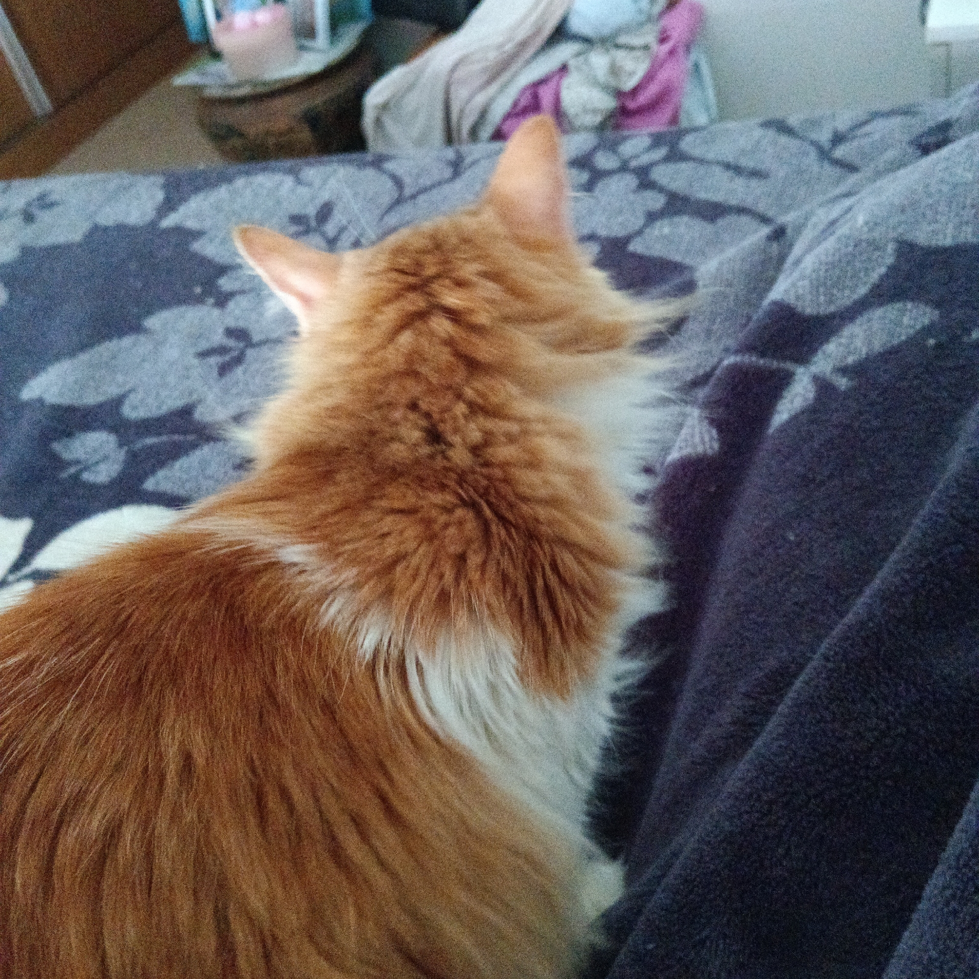 The image shows the back of an orange and white cat's head and upper body. The cat is lying on a dark blue blanket with a lighter blue floral pattern. The cat's fur is long and fluffy. The background is blurred, but appears to show a cluttered surface with some items, possibly in a domestic setting. There is no discernible location in Oliva, Spain.