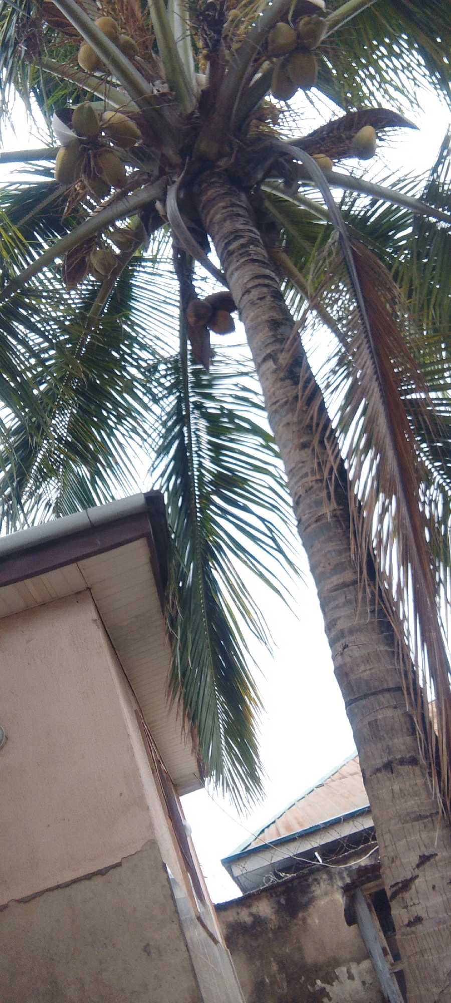An exterior, eye-level, medium shot captures a close-up view of a mature coconut palm tree, its trunk dominating the right side of the frame, reaching upwards towards an overcast sky. Coconuts, varying in ripeness, are visible amongst the fronds and clustered on the tree. The trunk itself is rough and textured, showing characteristic rings. To the left, the upper portion of a light-colored building with a dark brown soffit is visible, its fascia angled towards the top left corner. The building appears to be constructed of stucco or a similar material. In the background, behind the palm tree and to the right, the corrugated metal roof of another structure is partially visible, showing signs of age and weathering, with barbed wire and electric wiring stretched across its top. The overall scene suggests a tropical or subtropical urban environment.