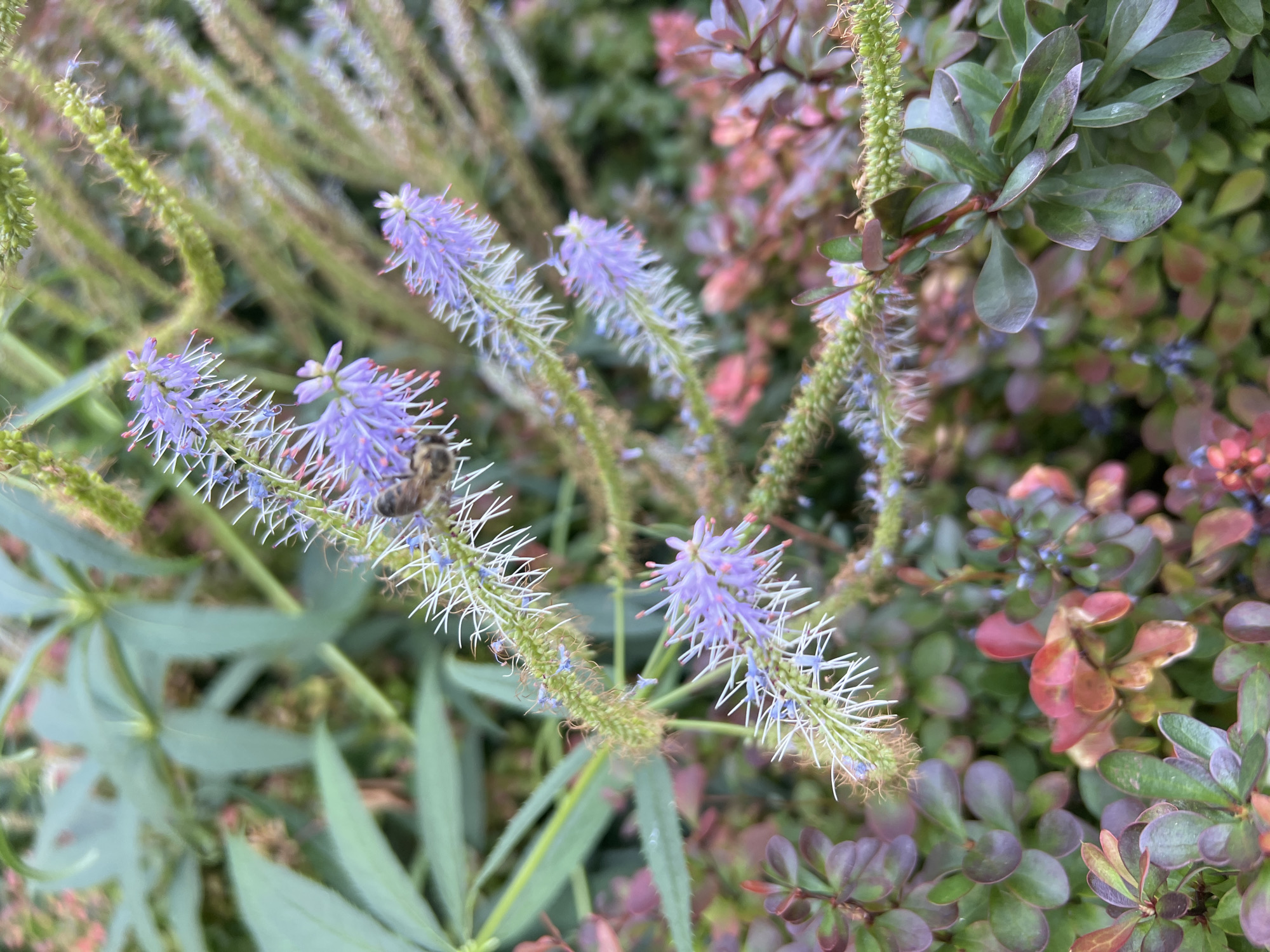 In this close-up shot, a honeybee is captured in mid-flight, its fuzzy body adorned with pollen as it hovers near a cluster of delicate purple flowers. The flowers, with their slender, spiky petals, grow in elongated spikes atop thin green stems. The background is a blur of verdant foliage and hints of reddish-brown leaves, suggesting a garden setting. The lighting is soft, indicating an overcast day or a shaded location. There is no discernible specific location in the city of Lisky, Ukraine; the scene is purely natural and botanical.