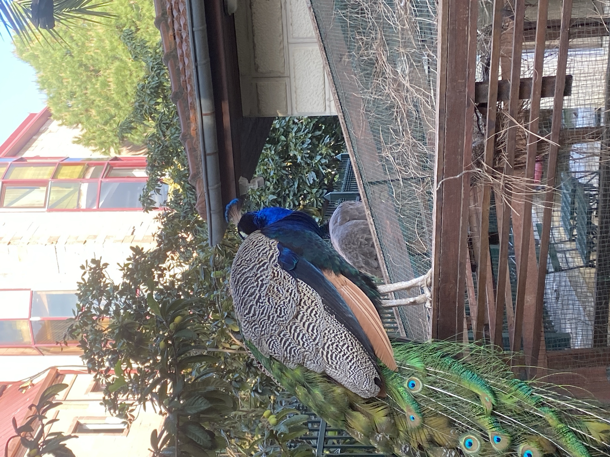 A male peacock sits on a perch near a cage with its tail flowing. The bird displays iridescent green, blue, and bronze colors in its plumage. Behind the peacock are trees, a building with stained glass windows and orange brick, and a brown wooden structure with wire mesh, possibly part of an enclosure. The location is Alanya, Turkey.
