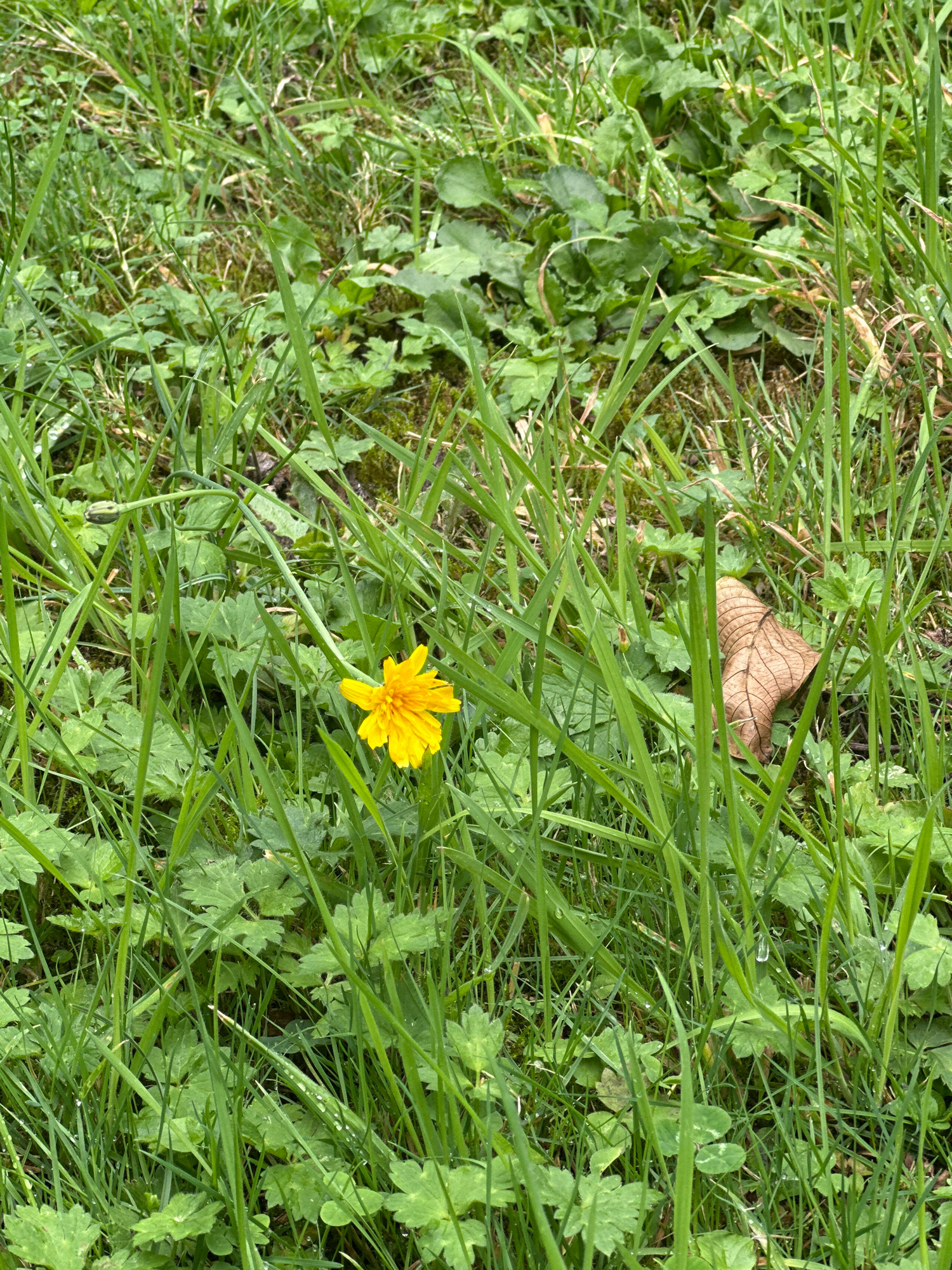 The image depicts a close-up view of a grassy area, likely a park or garden, in Krefeld, Germany. The scene is dominated by lush green grass, with some clover and other low-lying plants visible. In the center of the frame, a single, bright yellow dandelion is in full bloom. To the right of the dandelion, a dried, brown leaf rests on the ground amidst the green foliage. The grass appears damp, with small water droplets visible on some of the blades and leaves, suggesting recent rain or dew. The lighting is soft and diffused, indicating an overcast or shaded condition. There are no people or animals present in the image. The overall impression is one of a natural, somewhat unkempt outdoor setting.