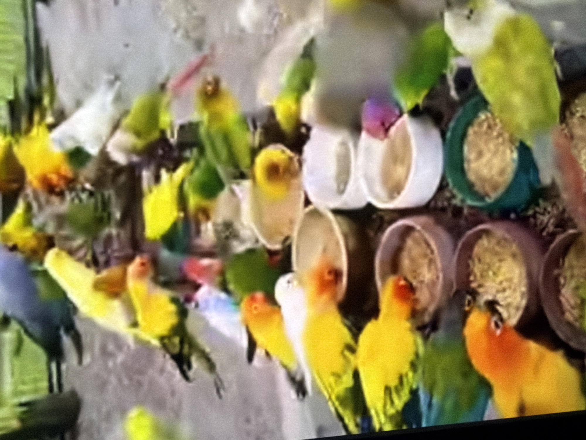 In an outdoor environment, a flock of brightly colored small birds, primarily yellow and green with some blue, are gathered around several shallow bowls filled with birdseed. Some birds are actively eating from the bowls, while others are perched nearby, observing or waiting their turn. The ground appears to be a mixture of dirt and possibly wood shavings, and the background shows hints of green foliage. The lighting suggests it is daytime.