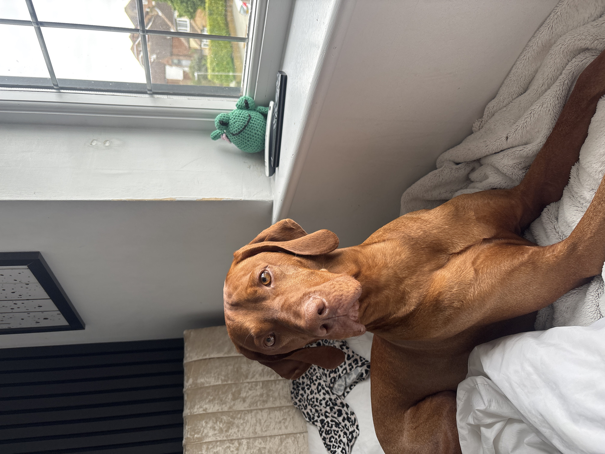 A Vizsla dog is lying on a bed near a window. A stuffed green frog is positioned on the windowsill, alongside a black smartphone. The window offers a view of houses with green foliage in the background. The dog is looking at the camera, with its head tilted. The bed is covered in white and light gray bedding. The location is in Welwyn Hatfield, United Kingdom, based on typical residential architecture.