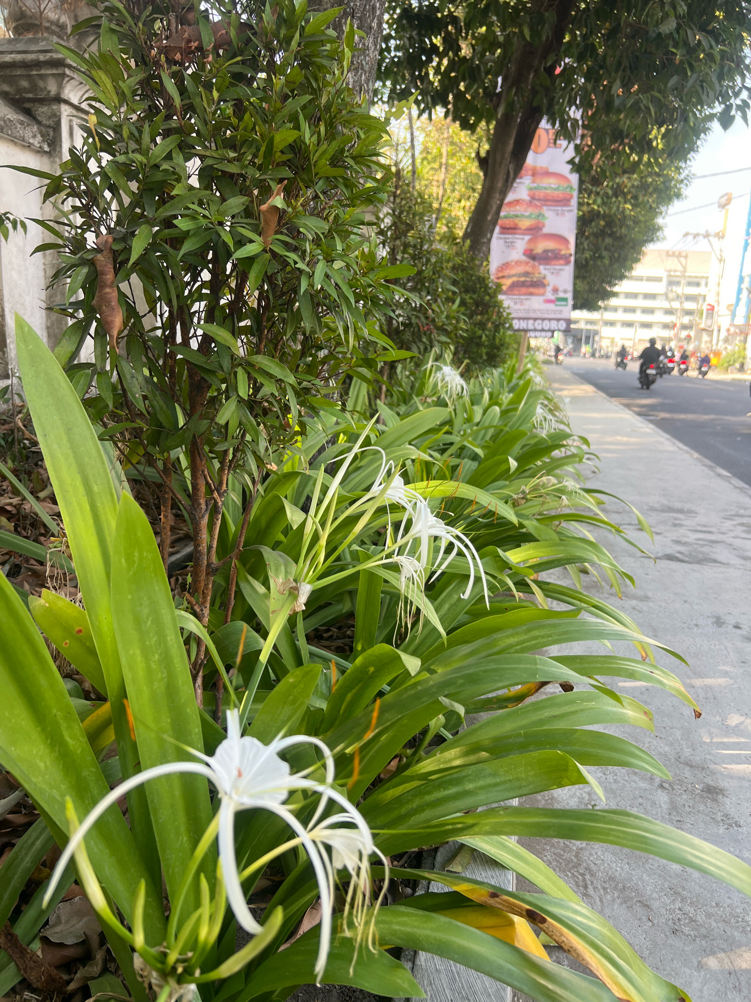 This is a medium shot, eye-level, outdoor, daytime photograph taken along a sidewalk in the city of Yogyakarta, Indonesia. In the foreground, on the left, are several large, green, strap-like leaves belonging to a plant with delicate white flowers. The flowers have long, thin petals that extend outwards, giving them a spider-like appearance. Behind these leaves and flowers is a dense bush with smaller, darker green leaves and some brown, dry seed pods. To the right of the plants is a concrete sidewalk, which slopes down slightly towards the street. Beyond the sidewalk is a street with several motorcycles and their riders moving away from the camera. In the background, on the right side of the street, is a tall, multi-story building, and a banner advertising burgers is hanging from a tree. The overall scene suggests a roadside urban environment with a touch of greenery.