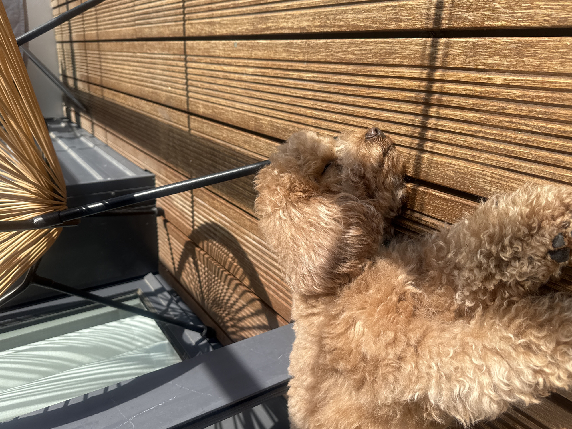 A tan poodle lies on a gray, outdoor metal surface, likely a balcony or patio, with a brown wooden slatted wall in the background. Part of a tan woven parasol or umbrella is visible on the left side. The scene is bathed in sunlight, casting shadows of the parasol onto the wall and surface. The location is in Loures, Portugal.