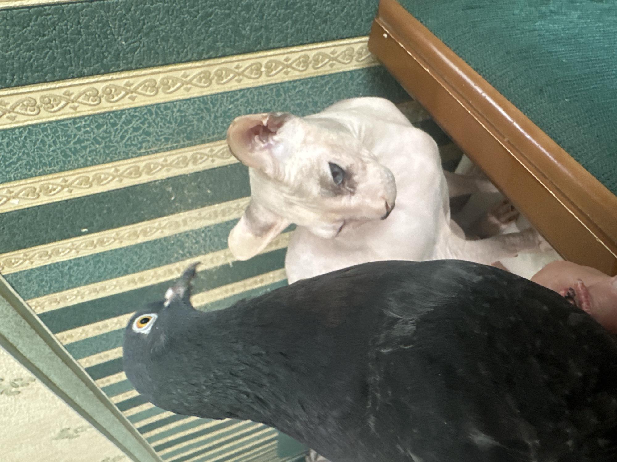 The media file shows a close-up, high-angle shot of a black pigeon in the foreground and a pale, hairless kitten in the background. The pigeon is positioned to the left of the frame, facing towards the right, with its head turned slightly towards the camera. Its bright yellow eye is clearly visible. The kitten is to the right of the pigeon, facing away from the camera and looking upwards. The kitten appears to be a Sphynx breed due to its lack of fur and wrinkled skin.
The subjects are situated on a textured surface with horizontal stripes of dark green and lighter green, interspersed with thin gold decorative borders. This striped pattern resembles the upholstery or covering of a piece of furniture, possibly a couch or chair, suggested by the presence of a brown, wooden edge of an object on the right side of the frame.
The scene is indoors, and the lighting appears to be natural, though the time of day and weather conditions are not discernible. There is no visible text in the image. The overall impression is that of an unusual interaction between two different species in a domestic setting. No specific activity or event is clearly taking place beyond the animals being present in the frame. The kitten's facial expression, with its head tilted, could suggest curiosity or a moment of quiet observation. The pigeon's gaze is direct, possibly indicating awareness of the viewer or the kitten. The location context provided is Togliatti, Russia, but there are no specific visual cues within the image to confirm this location.