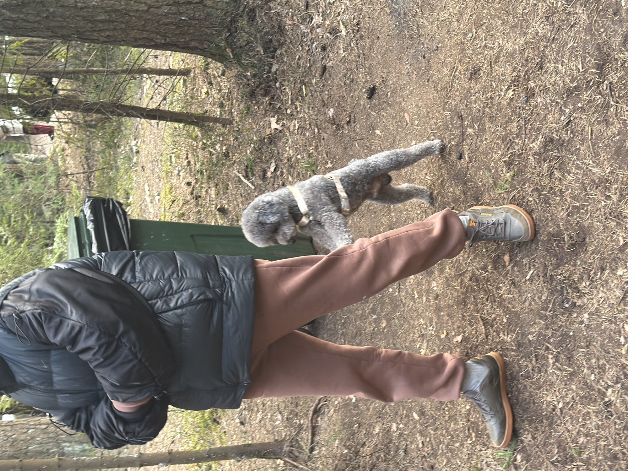 A person in a black puffer jacket and brown pants is walking with a gray poodle on a leash in a wooded area. The ground is covered in dry grass and leaves. A green dumpster is visible in the background. The location may be a park or forest area in Vsevolozhsk, Russia.
