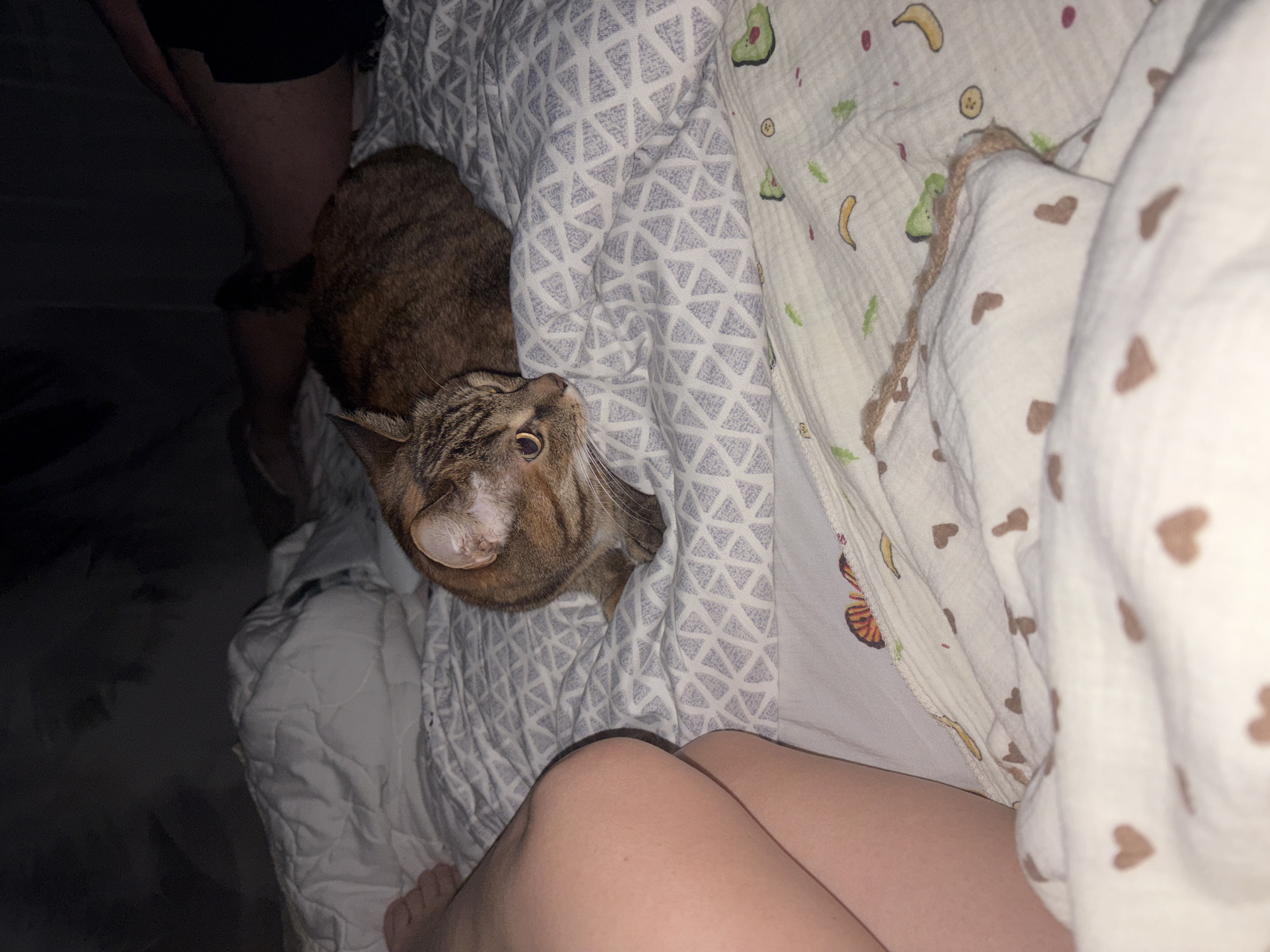 An indoor scene in Chaikovsky, Russia, captures a cozy moment on a bed. The primary subject is a tabby cat with brown and black striped fur, lying on the bed and looking upwards with a curious and expectant expression, its mouth slightly open. The cat is positioned on a light grey blanket adorned with a repeating geometric triangle pattern.
Part of at least two people are visible in the frame. On the bottom right, a fair-skinned leg and thigh are seen, suggesting someone is lying in the bed. On the far left, a darker-skinned leg and part of a thigh are visible, wearing black shorts, indicating another person is present, possibly standing or sitting beside the bed in a dimly lit area.
The bed is covered with multiple blankets. Besides the grey geometric one, there's a white blanket featuring whimsical patterns of green avocados, yellow bananas, and small red and green dots. Another white blanket with scattered brown heart patterns is partially visible, layering the bedding. The lighting in the room is dim, suggesting it is either evening, night, or early morning, enhancing the intimate and comfortable atmosphere of the bedroom. No specific weather details can be inferred, but the indoor setting indicates protection from the elements. No text is visible within the image. The overall impression is one of warmth, relaxation, and companionship between pets and humans.