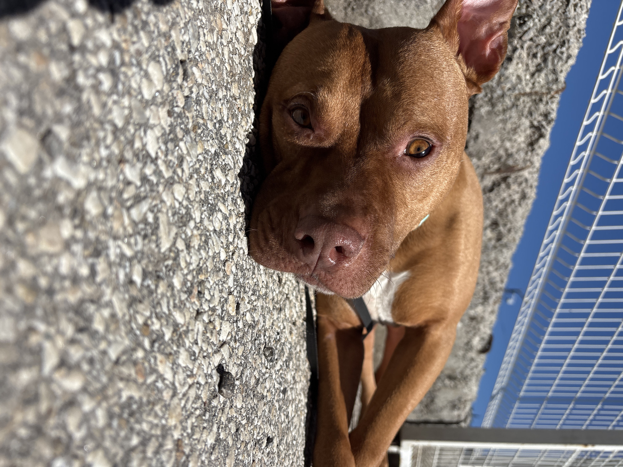 A close-up, high-angle shot features a brown pit bull-type dog lying adjacent to a textured concrete surface, likely a sidewalk or paved area. The dog's head rests partially on the concrete. The dog has short brown fur, amber eyes, and a pink nose. A small white patch is visible on its chest, and it is wearing a black harness. In the background, a white metal grid or fence is partially visible against a bright blue sky. The rough texture of the concrete is clearly visible. The location cannot be determined from the image alone.