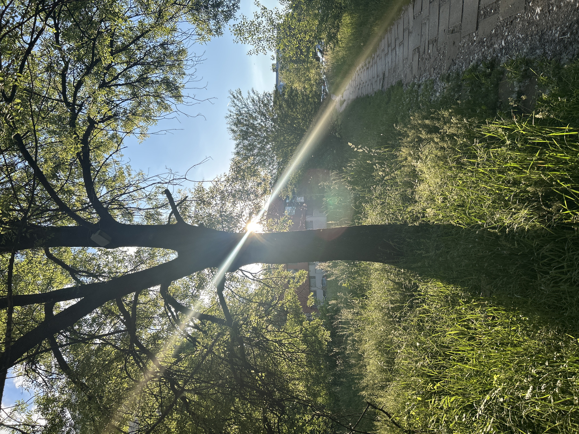 A medium shot captures a sunlit scene in Sofia, Bulgaria. A tree, positioned horizontally across the frame, partially obscures a view of buildings and sky in the background. The sun's rays stream through the tree's branches and leaves, creating a bright, sun-drenched effect. To the right, a paved path is visible, bordered by tall, sunlit grass. The overall environment suggests a park or green space within the city. No people are visible.