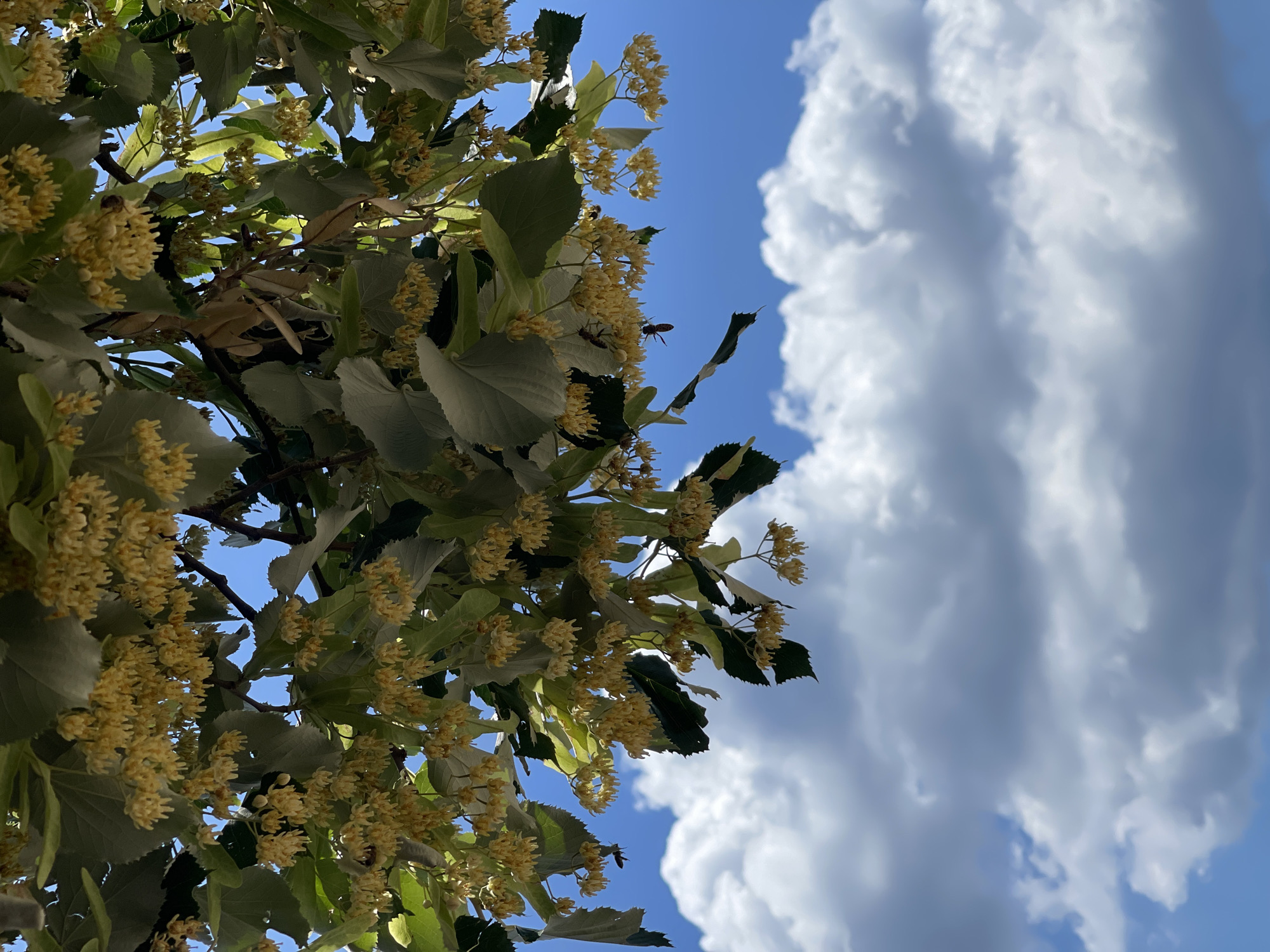 This image captures a vibrant close-up of a flowering tree set against a bright blue sky, located in Đenovići, Montenegro. The tree, likely a linden (Tilia species), dominates the left and lower sections of the frame, showcasing numerous clusters of small, yellowish-green flowers and lush, green, heart-shaped leaves with serrated edges. Sunlight brightly illuminates the foliage, creating a dynamic play of light and shadow among the leaves and blossoms.
Several insects, appearing to be bees or wasps, are visible amongst the flowers. One prominent insect with a reddish-brown body and delicate wings is captured in mid-air near a flower cluster towards the right side of the tree, indicating active pollination.
The upper right portion of the photograph features a clear blue sky, interspersed with soft, voluminous white cumulus clouds. The strong natural light suggests it is daytime, likely a sunny spring or early summer day. The scene conveys a sense of natural beauty and activity. No text is visible in the image.