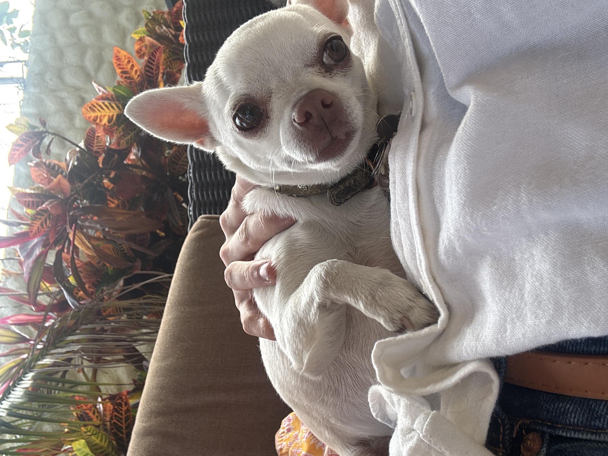 A white Chihuahua is held in someone's arms. The dog has large, dark eyes, a pink nose, and a brown collar. The person holding the dog is wearing a white shirt and blue jeans with a brown belt. In the background, there is a plant with colorful leaves and a brown chair. The location is unknown.