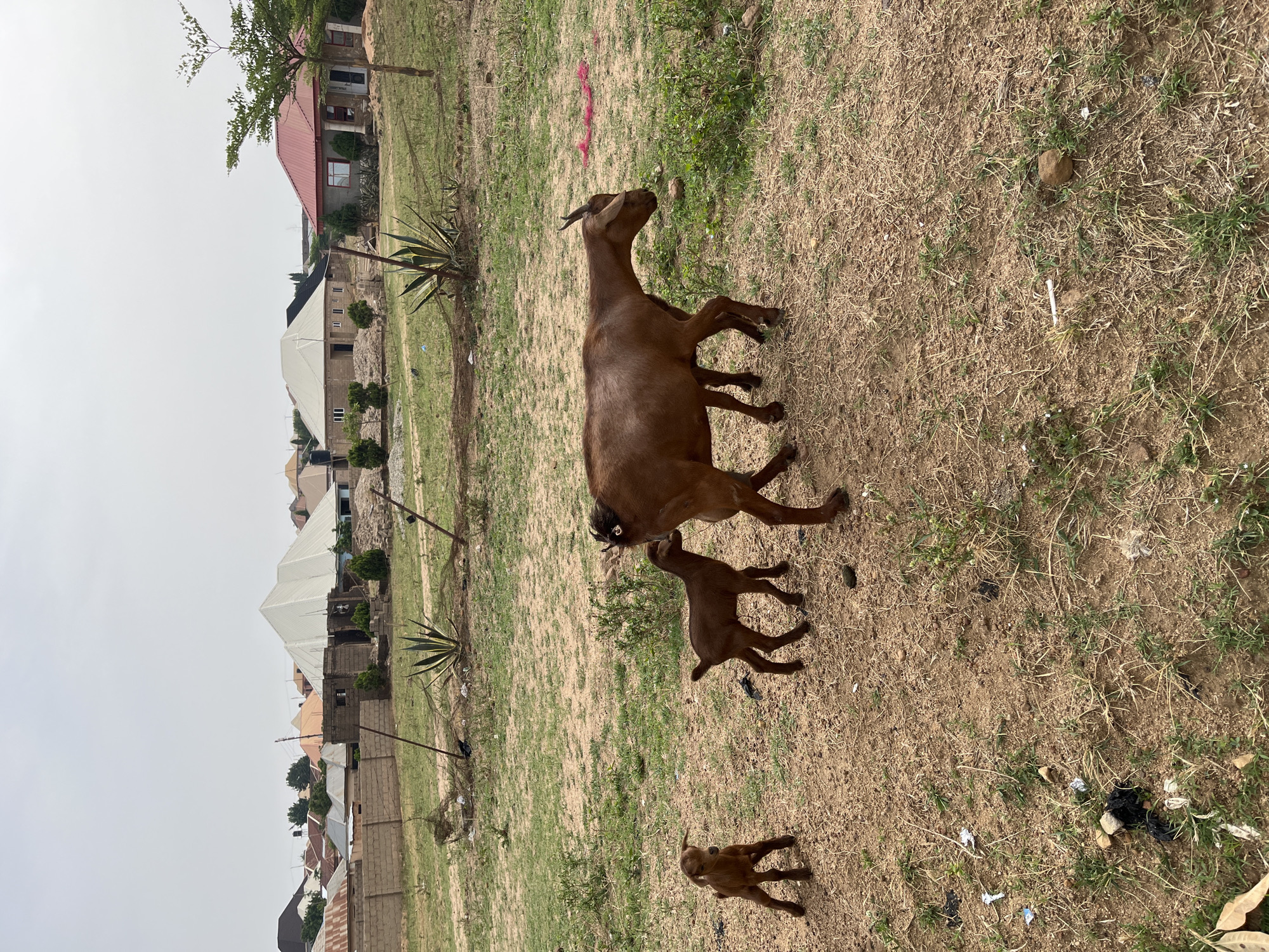 The image depicts a goat and two kids standing on a dry, grassy patch of land. The background includes several buildings of varying construction stages and designs, indicating a residential area. The sky is overcast. The location is consistent with the city of Jos, Nigeria, considering the architectural styles and environmental characteristics.