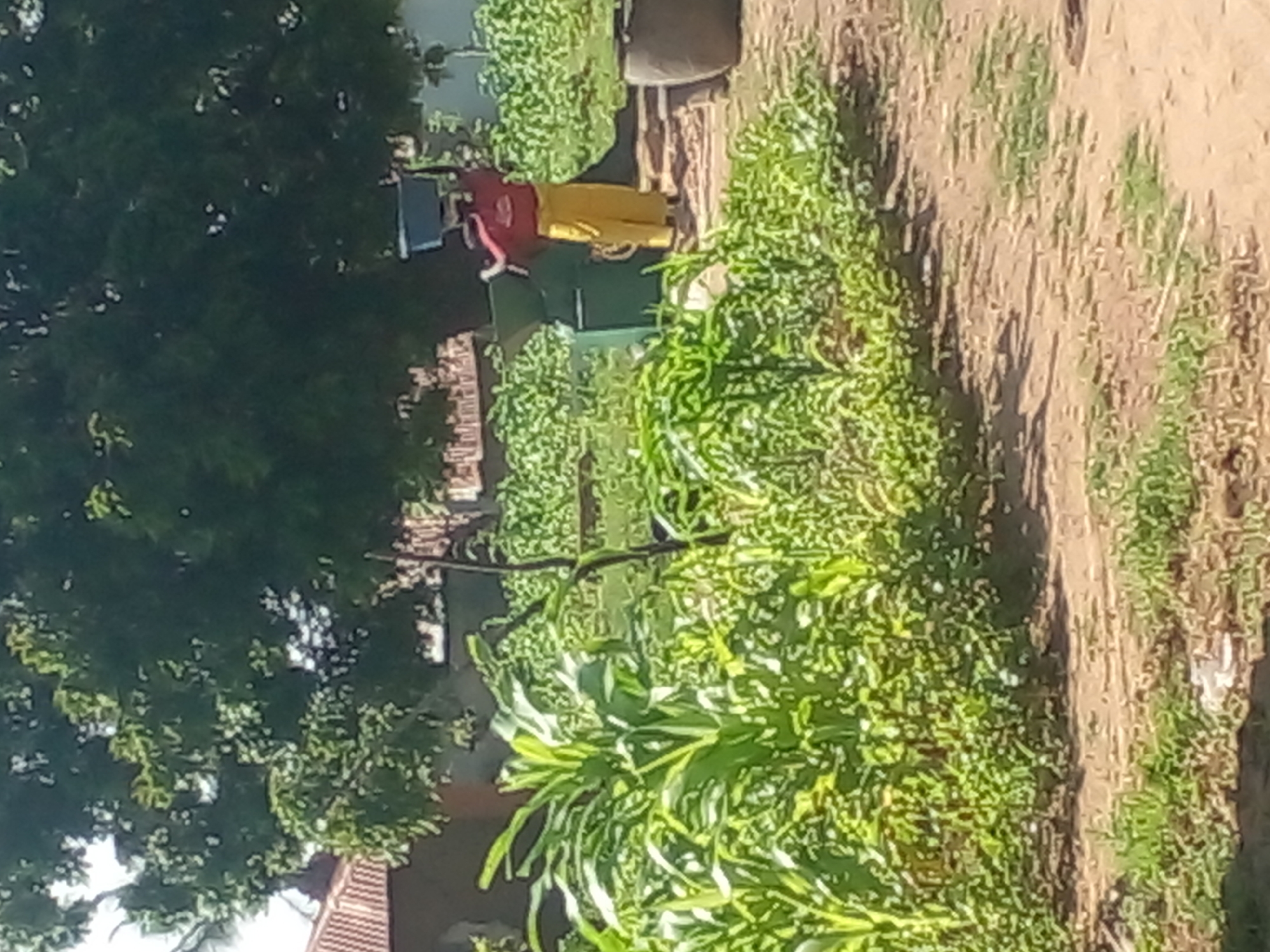 In the city of Unknown, Unknown, a person wearing a red shirt and yellow pants carries a blue container on their head. They stand near a large green bin surrounded by lush green vegetation, likely a field of crops. The scene is set against a backdrop of a large tree and a building with a tiled roof. The ground appears to be dirt, with patches of grass.