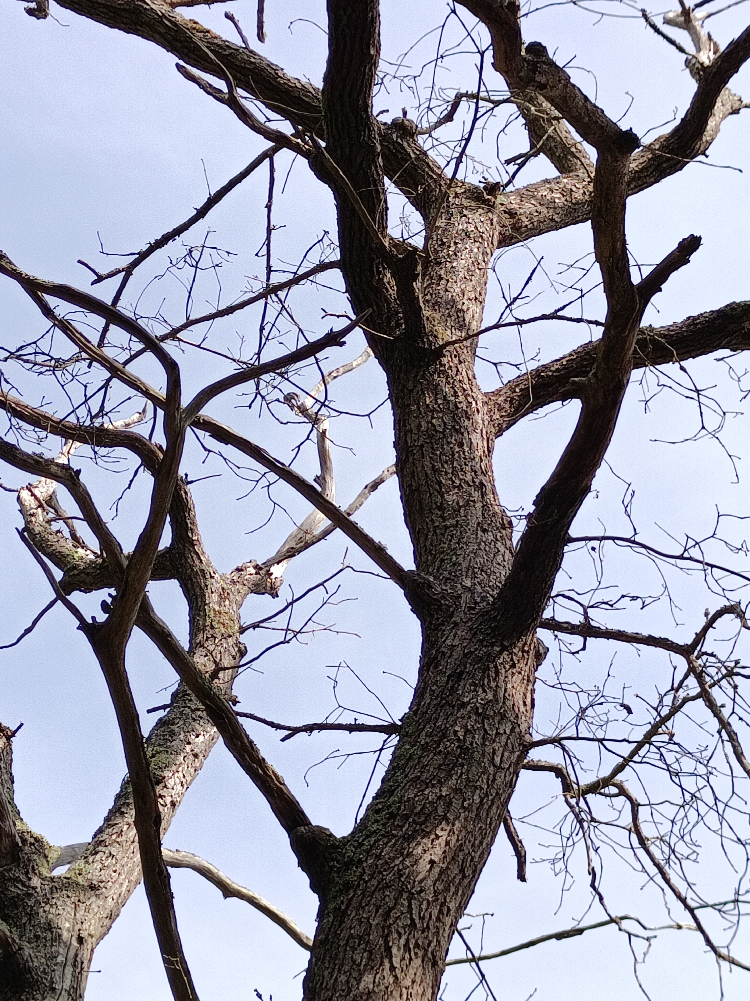 A low-angle shot captures a dense network of bare tree branches against a pale blue, cloudless sky. The main focus is on the textured bark of two large, intertwined tree trunks. The branches, some thick and others thin and twig-like, create a complex, almost chaotic pattern. Some of the branches are partially covered in a light green lichen. The image provides no indication of its location in Évreux, France, or any other specific geographical context. No people, animals, or any other objects are visible in the scene.
