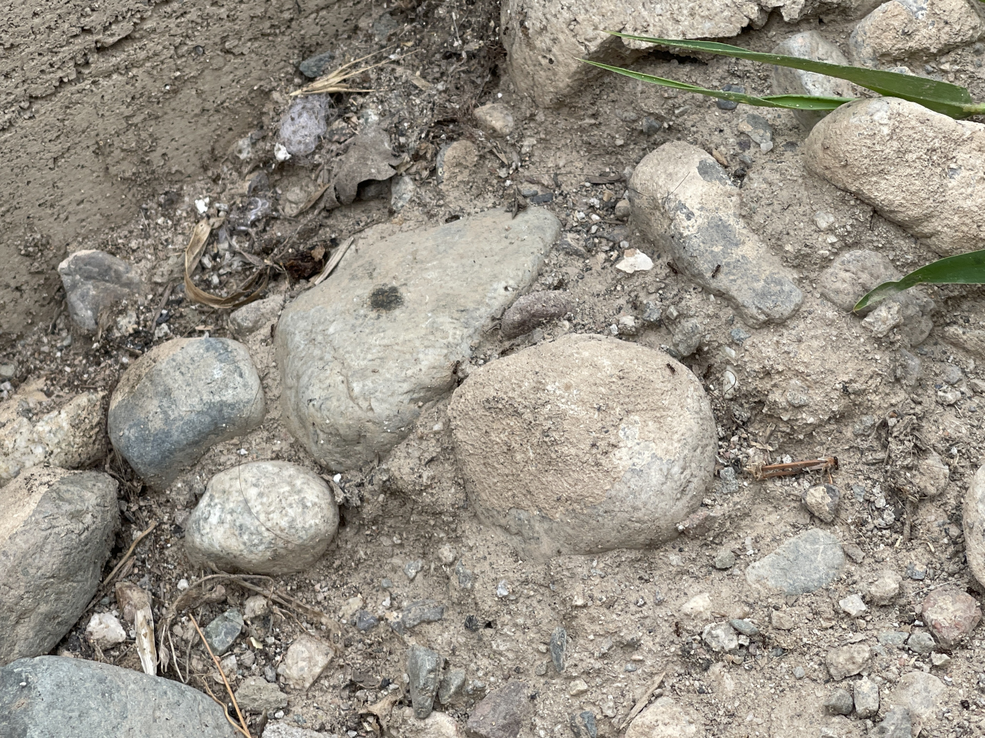 This close-up image captures a natural scene composed of rocks, dirt, and sparse vegetation. The subjects are primarily various sizes of rounded and irregular rocks embedded in dry, sandy soil. Some small, dry leaves and twigs are scattered among the rocks, suggesting an outdoor environment. A few blades of green grass are visible in the upper right and lower right portions of the frame, indicating some signs of life in the otherwise muted landscape.
The image is well-lit, with no strong shadows, suggesting it was taken during the day, possibly under an overcast sky or in indirect sunlight. There are no people or animals prominently featured, though tiny dark specks that could be ants are present on some of the rocks and soil. The overall impression is of a natural, perhaps slightly arid, ground-level view.
Notable details include the textures of the rocks, ranging from smooth and worn to rough and granular. The soil appears dry and loose, interspersed with smaller pebbles and grit. The presence of dried organic matter like leaves and twigs hints at a seasonal element, possibly autumn or a dry period. The focus is sharp, allowing for clear observation of the individual elements within the scene. There is no visible text in the image. The context of Bishkek City, Kyrgyzstan, suggests this could be a natural area on the outskirts of the city or a park with uncultivated sections.