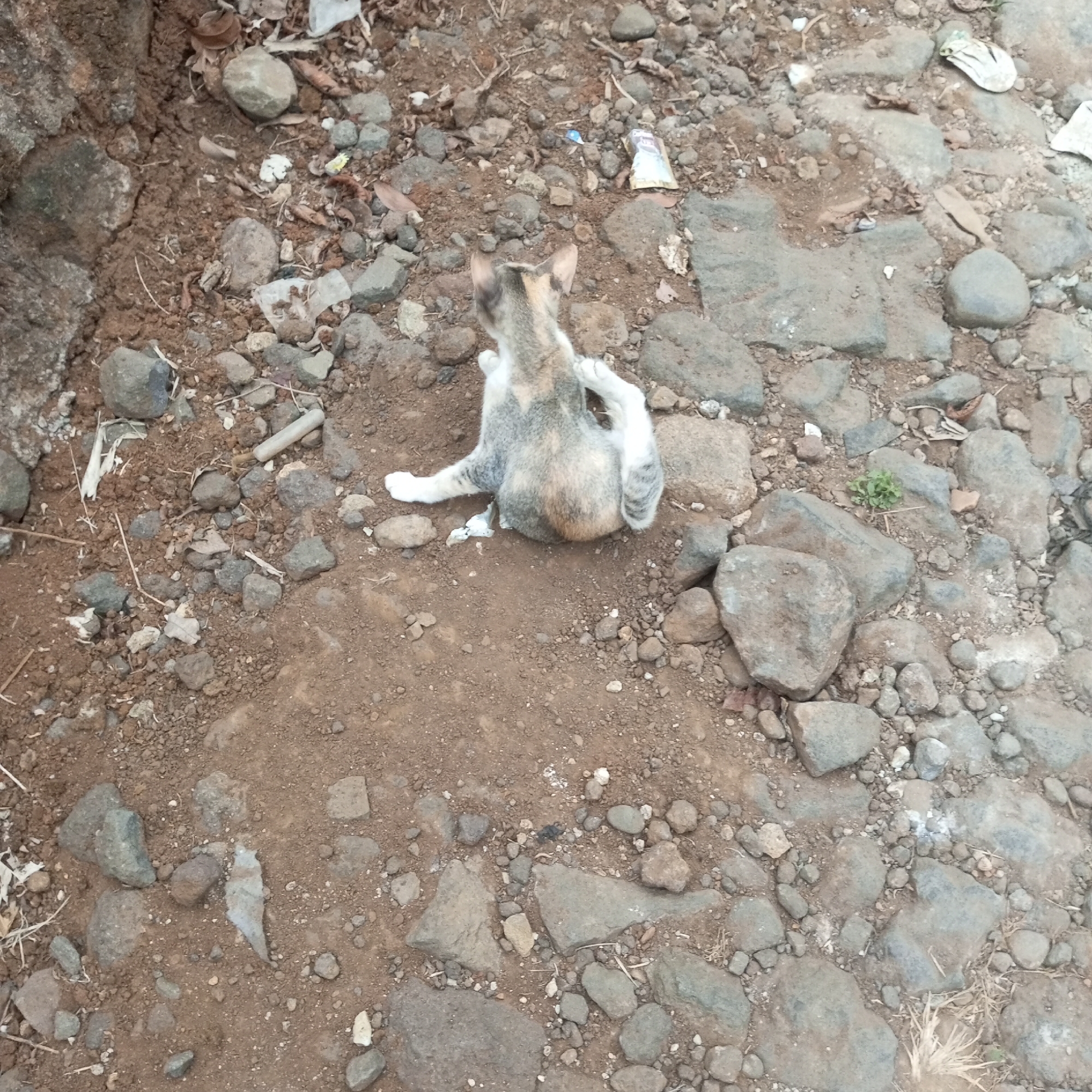 A calico cat is scratching itself with its hind leg while lying on its side on a dirt and rocky ground. The cat has patches of white, gray, and tan fur. The ground is uneven and covered with small to medium-sized stones and some dry leaves. There are also a few pieces of litter visible on the ground, including a plastic wrapper. The scene appears to be outdoors, possibly in a rural or undeveloped area. The image is taken from a high angle, looking down at the cat.
