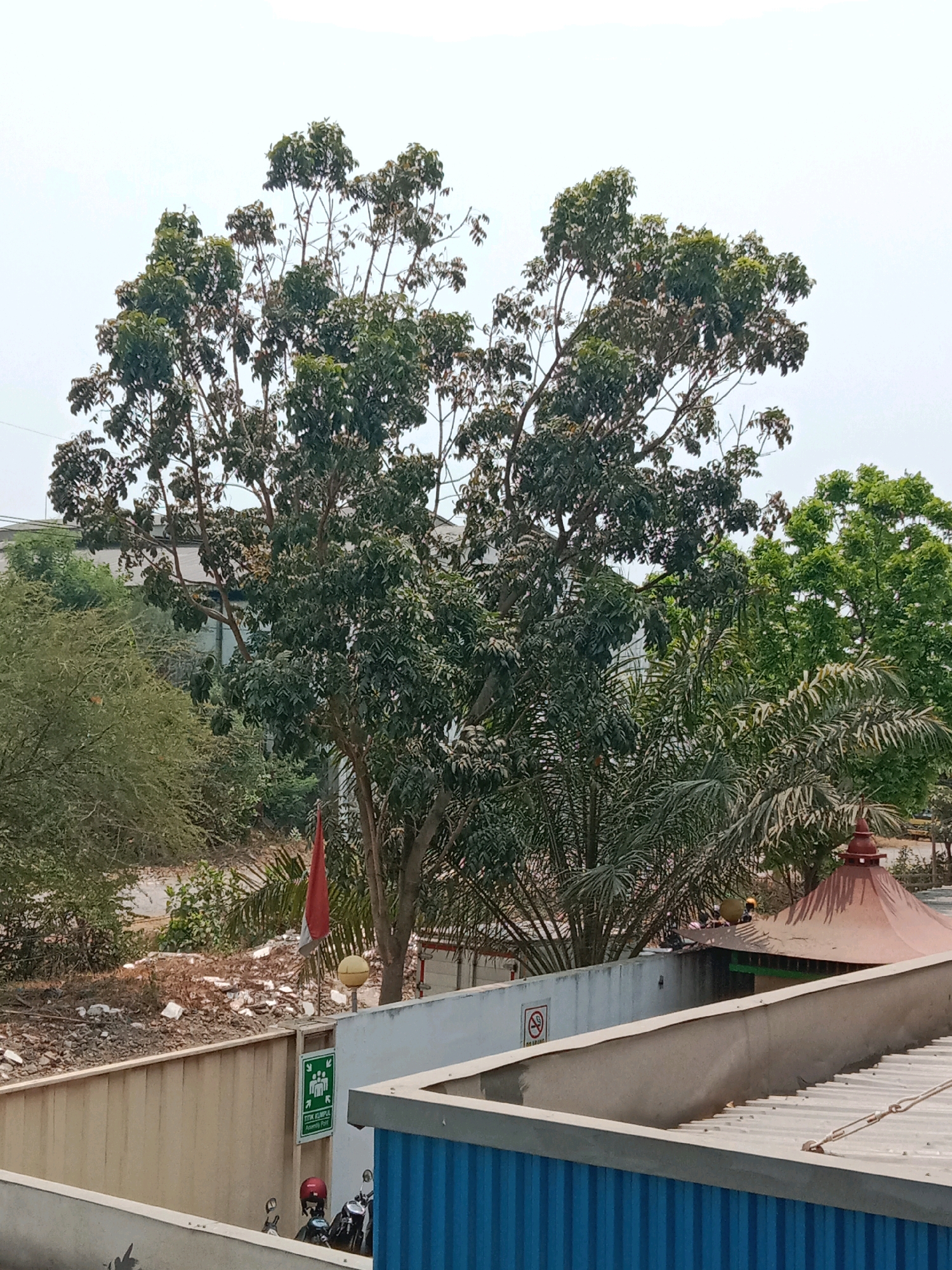 The image, captured in Semarang, Indonesia, depicts an outdoor scene dominated by lush green trees with dense foliage. In the foreground, a beige-colored wall runs horizontally across the frame, partially obscured by a corrugated blue structure. To the left of the wall, a red and white flag flutters from a pole, accompanied by a circular yellow lamp. Below this, a sign with a green border and figures of people indicates an assembly point, with text below it partially visible as "ASSEMBLY POINT." Two motorcycles, one with a red helmet on its seat, are parked near the sign.
Behind the wall and trees, a weathered structure with a dome-like roof, colored in shades of reddish-brown, is visible. This structure appears to be part of a building complex. The ground behind the wall is littered with debris, including white and brown pieces of material. In the background, several more trees and some buildings can be seen against a pale, overcast sky. The overall impression is one of a somewhat industrial or urban area with a significant amount of greenery.