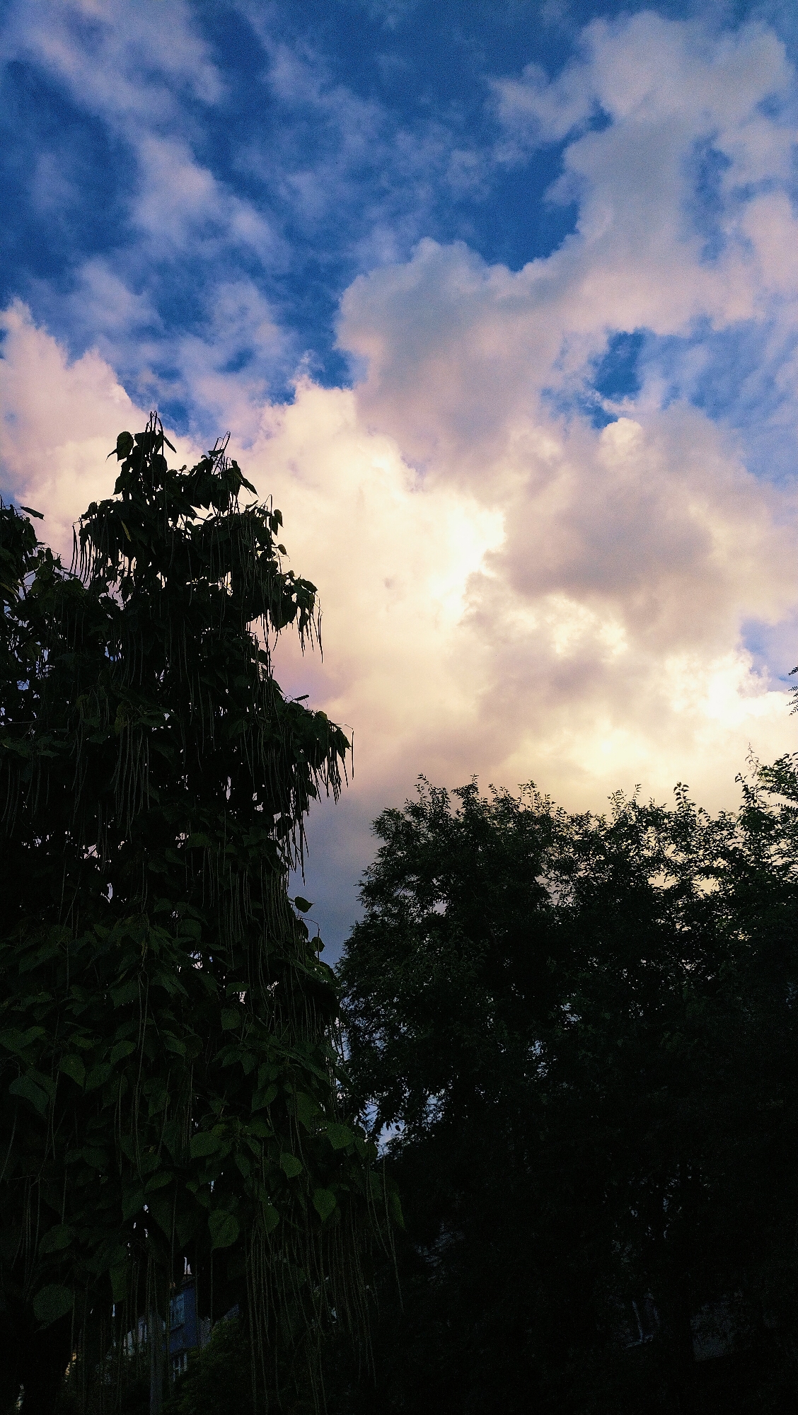 The image depicts a silhouetted view of trees against a dramatic sky. In the foreground, a large tree with long, drooping seed pods is prominent on the left side. To the right, another tree with denser foliage is visible. The sky is filled with a mixture of deep blue and illuminated white and pink clouds, suggesting either sunrise or sunset. The bottom portion of the image shows the dark silhouettes of buildings and more trees, indicating an urban or semi-urban setting. The general atmosphere is moody and somewhat ethereal due to the lighting and silhouettes. The location is identified as Horishni Plavni, Ukraine, though no specific landmarks are discernible within the frame that would pinpoint a precise spot within the city.