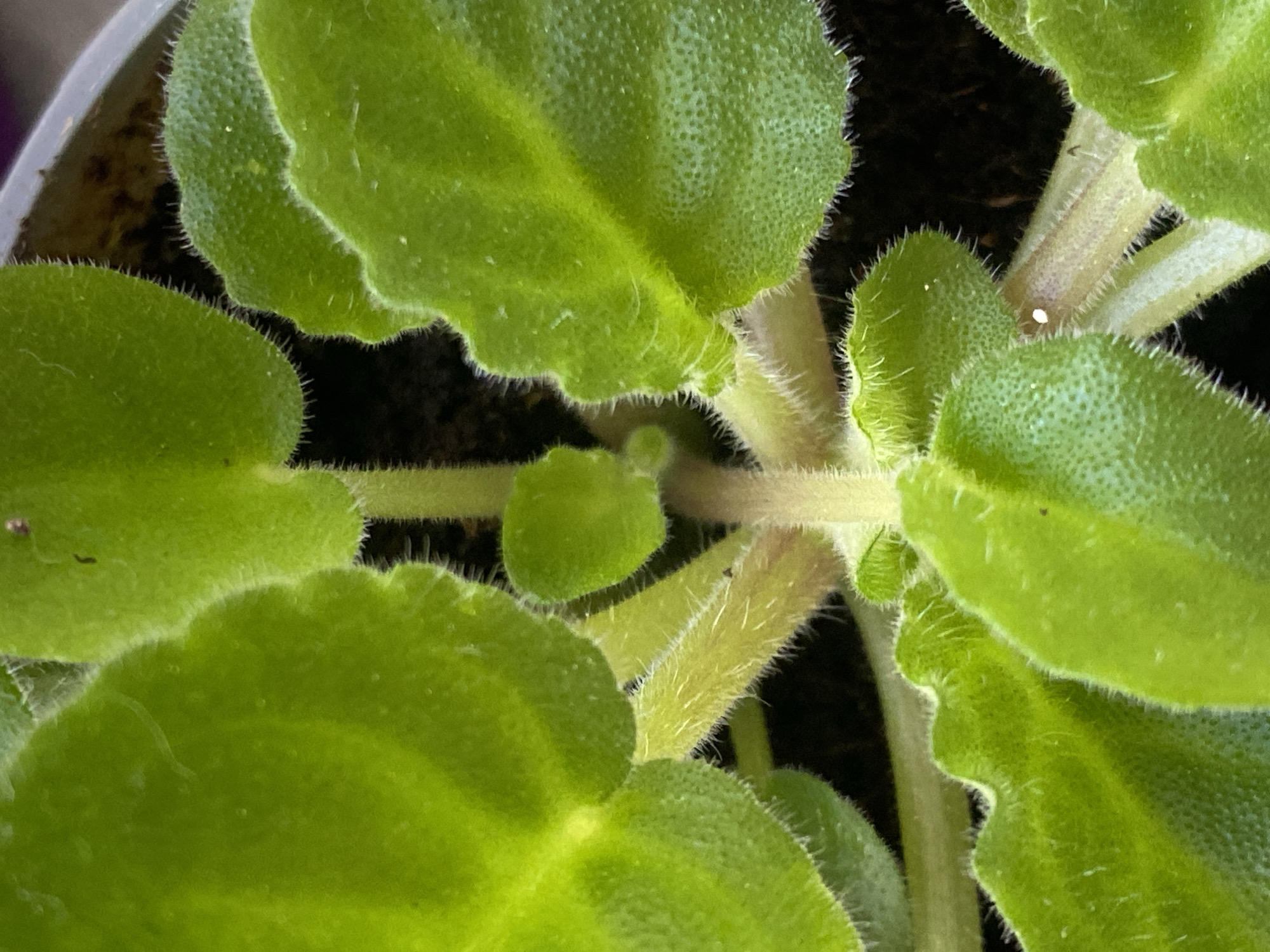 A close-up, top-down view captures a green, leafy plant. The plant has fuzzy leaves and stems. The environment appears to be indoors, as evidenced by the presence of a pot containing dark soil. The location of Alanya, Turkey is not evident in the image.