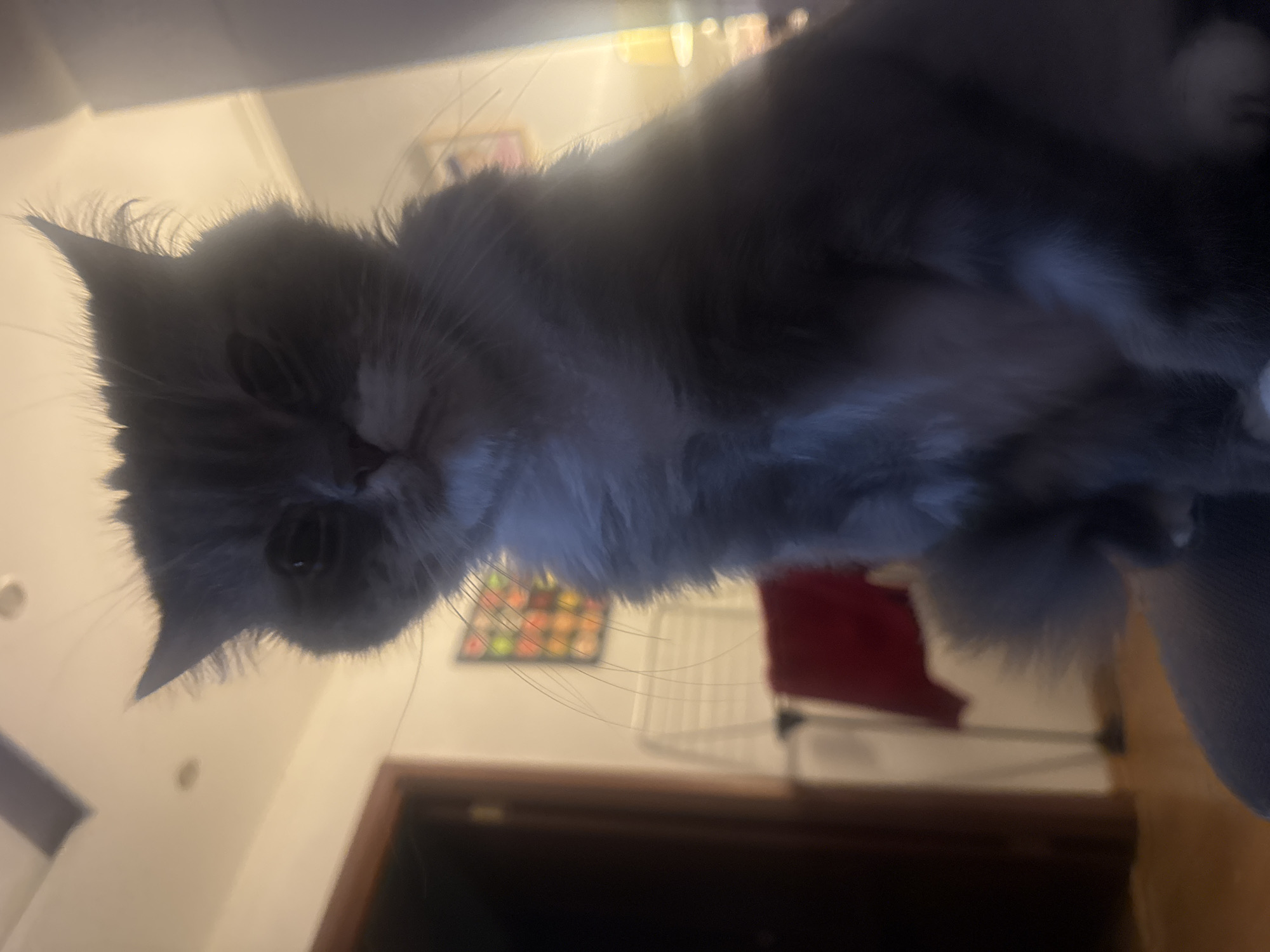 A long-haired cat, possibly a Maine Coon or similar breed, is prominently featured in an indoor setting. Its fur is a mix of grey/blue and white, and it possesses distinctive ear tufts and long, flowing whiskers. The cat is captured in a close-up, looking directly down towards the camera with one large, dark eye clearly visible, while the other appears partially closed or obscured, creating a thoughtful or slightly winking expression.
The setting is a home interior, illuminated by warm artificial light, suggesting evening hours. In the background, a wooden surface, likely a table or shelf, is visible. Above this, a colorful decorative piece, possibly a tiled or stained-glass artwork, with square patterns in shades of green, orange, yellow, and red, adds a vibrant element. Further back, a blurry red fabric object, such as a cushion or garment, and a white structure resembling a clothing or drying rack can be discerned. A dark wooden door frame is also partially visible in the mid-ground. There is no visible text in the image.