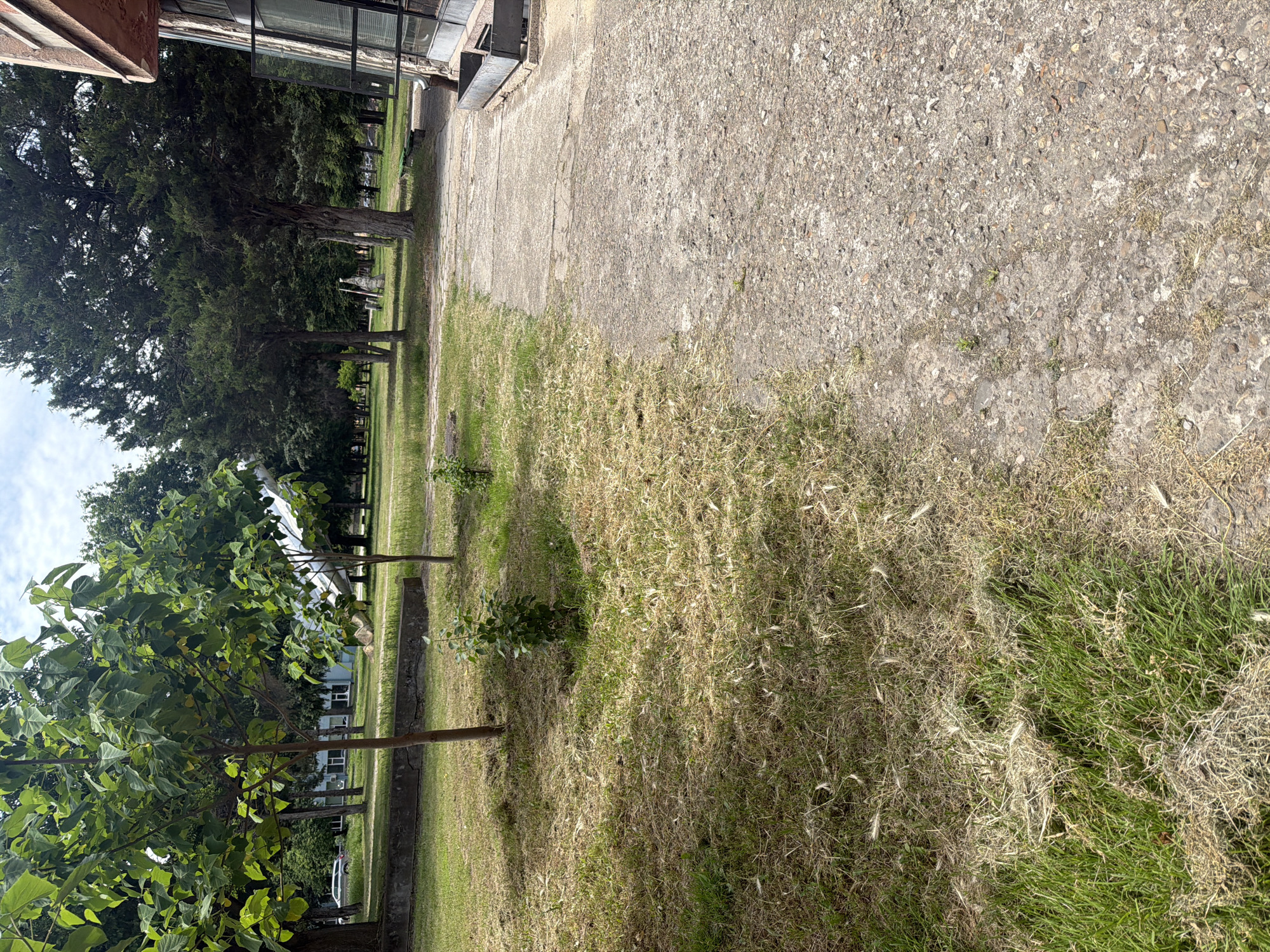 The scene is an outdoor area, likely in Dolna Mitropolia, Bulgaria, based on the prompt. It features a concrete walkway alongside a grassy area. Some of the grass is green, while other areas are dry and brown. A row of trees lines the grassy area. One building is visible on the left side. The scene appears to be a quiet outdoor space.
