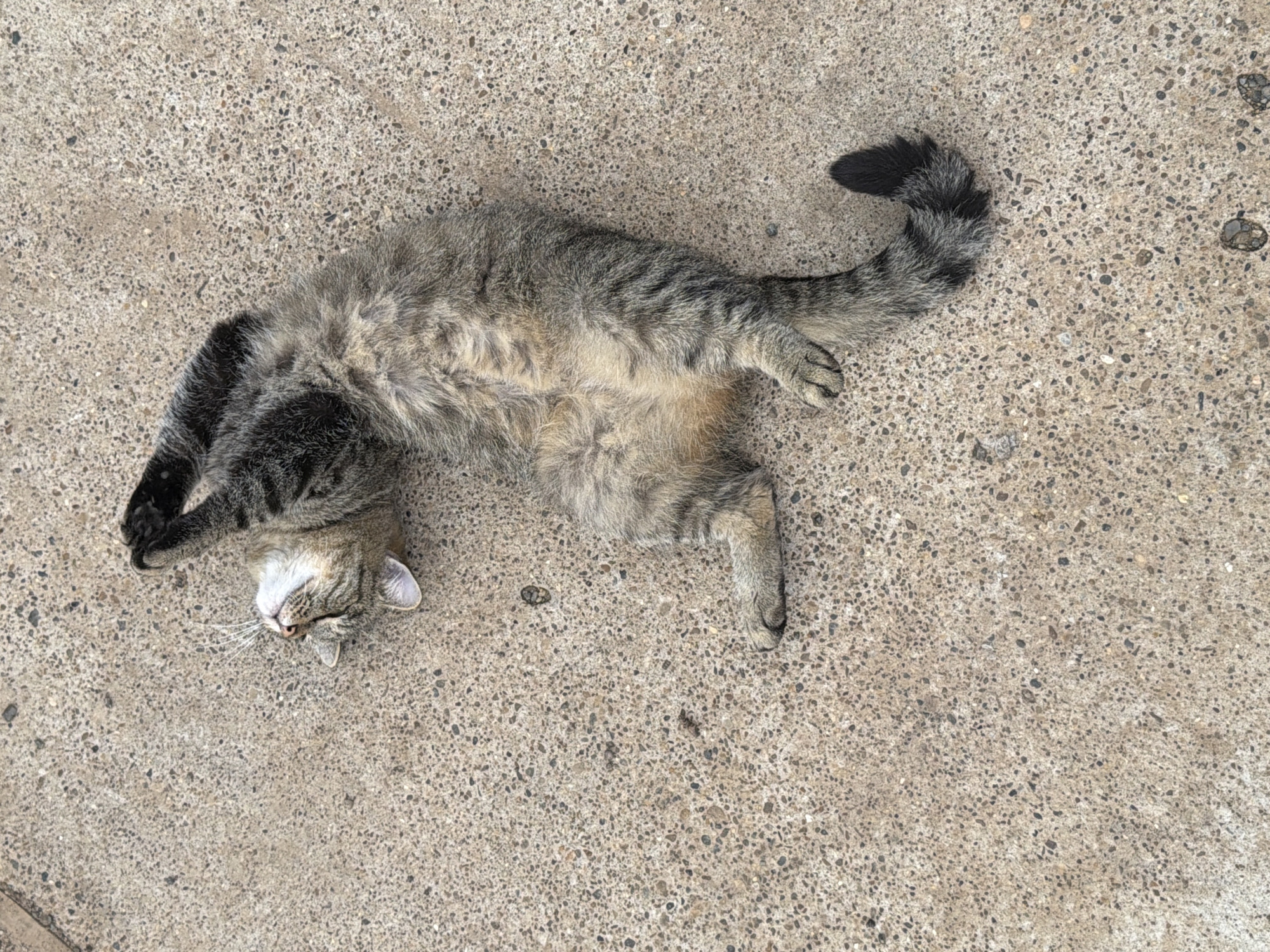 The media file shows a tabby cat lying on its back on a textured concrete surface. The cat has gray, black, and brown fur with distinctive stripes. Its eyes are closed, and its head is tilted back, suggesting it is relaxed or sleeping. The cat's paws are held up in the air. The background is an evenly lit concrete pavement with a speckled texture. The overall lighting suggests it is daytime, and there are no other notable environmental details visible. The scene is static, with the cat resting comfortably. There is no visible text in the image. The location context provided is Чайковская, Russia, but there are no specific visual cues in the image to confirm this.