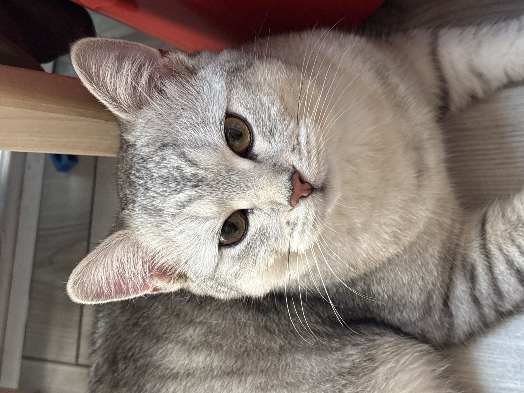 This is a close-up, portrait-style photograph of a British Shorthair cat. The cat is predominantly silver-grey with subtle tabby markings visible on its body and ears. Its eyes are large and golden, with a curious and relaxed expression. The cat is lying down, with its head turned towards the camera, appearing to be resting on a soft surface.
The background includes hints of a domestic setting. To the left, a section of light-colored wooden furniture or flooring is visible, along with a glimpse of what appears to be a red chair or object. The lighting suggests it is daytime, likely indoors, with soft illumination. There are no visible signs of text or writing in the image. The overall mood is calm and peaceful, focusing on the cat's gentle presence and striking features. The image is oriented vertically, with the cat's head at the top.