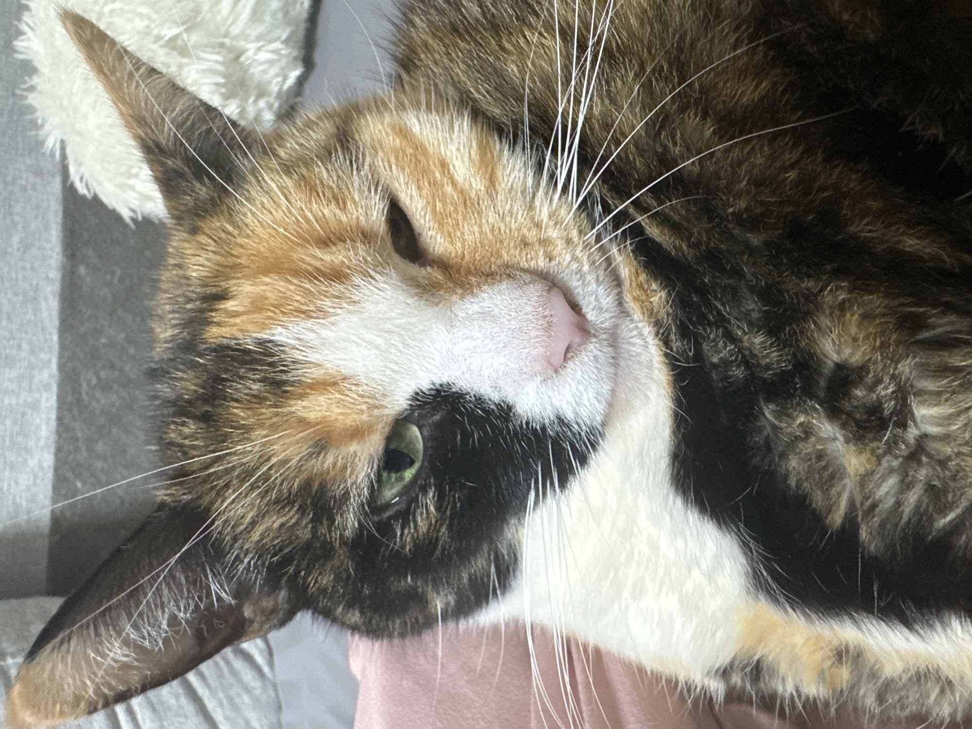 A close-up shot depicts a calico cat lying down. Its fur is a mix of brown, black, white, and orange. The cat's face features a white patch around its nose and mouth, with a pink nose. One of its eyes is visible, appearing to be green. Long, white whiskers extend from its face. The cat's ear is pointed and visible in the upper left corner. The background includes a fluffy white object and a gray surface.
