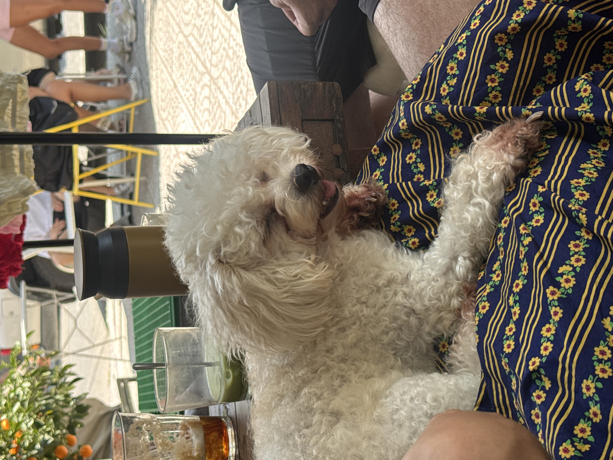 A fluffy, white bichon frise-type dog rests on the lap of a person wearing a navy blue floral patterned garment. The dog is laying on its back with its tongue slightly protruding. The person's leg is visible in the upper right corner of the frame. Nearby, on a table, is a drink with a layered brown and amber color, a glass of green juice with a straw, a dark metal container, and a potted plant with small orange fruits. In the blurred background, there are other people sitting at tables and chairs, with a yellow metal structure partially visible. The setting appears to be an outdoor cafe or restaurant. The location cannot be determined from visual information.