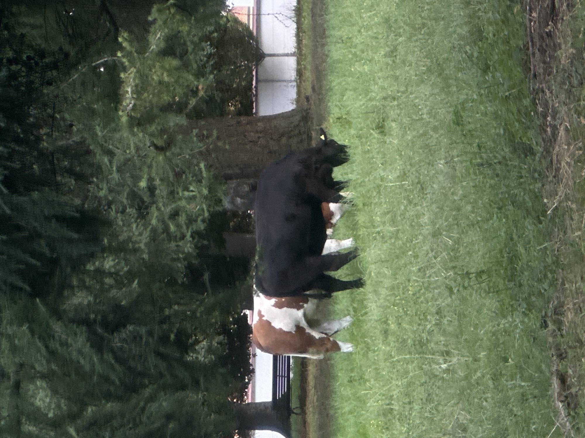 The image depicts a pastoral scene with two cows grazing in a grassy field. The cow in the foreground is predominantly black, while the cow behind it is a mix of white and reddish-brown. They are situated beneath a large tree with dark green foliage, and a building with a white wall and a red-tiled roof is visible in the background, suggesting a rural or semi-rural setting. A dark bench is also visible to the left, near the base of the tree. The overall impression is one of tranquility and nature. The image was taken in Günzburg, Germany.