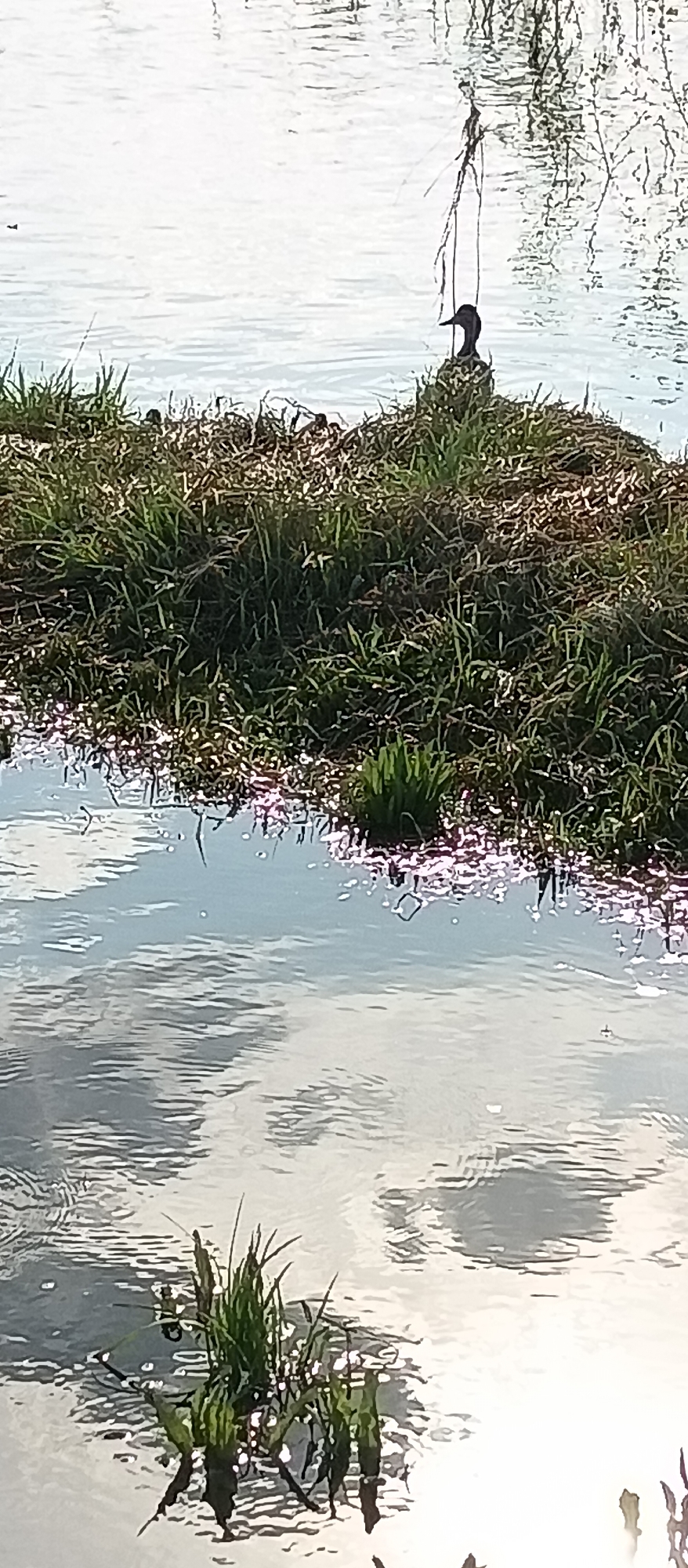 The photograph shows a body of water with reflections of the sky and clouds. A grassy mound is in the foreground, with a dark bird perched on it, seemingly resting or observing the surroundings. In the lower part of the image, some aquatic plants grow in the water. There is no information about the location.
