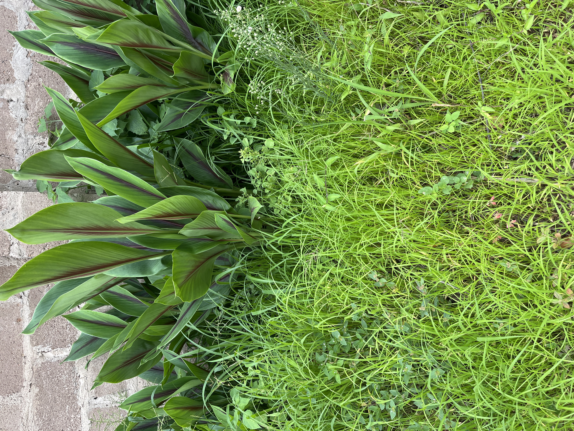 The image displays a vibrant outdoor scene characterized by diverse plant life and a section of a brick wall, likely captured during daytime with soft, even lighting.
On the left side of the frame, a cluster of large-leafed plants with deep green foliage and prominent reddish-purple veins or streaks running through the center of each leaf is visible. These broad leaves point upwards and outwards, suggesting a plant like a Canna lily. Adjacent to these plants, a light brown and grey brick wall, with visible mortar lines and a rough texture, runs along the far left edge, indicating a structural boundary.
The right side of the image is covered by a dense expanse of bright, lime-green grass, composed of fine, elongated blades that grow thickly. Interspersed within this grassy area are various smaller plants and weeds, some exhibiting tiny white or light green flower clusters. These additional growths create a varied texture and add to the natural, slightly untamed appearance of the ground cover.
The scene presents a harmonious blend of green hues, from the darker tones of the large leaves to the vivid brightness of the grass, accented by the reddish-purple on the foliage and the earthy tones of the brick. The composition creates a visual divide between the more prominent broad-leafed plants and the dense ground cover. There is no visible text, and no human or animal activity is depicted. The lush greenery is consistent with a fertile environment, potentially in a location such as Osogbo, Nigeria.