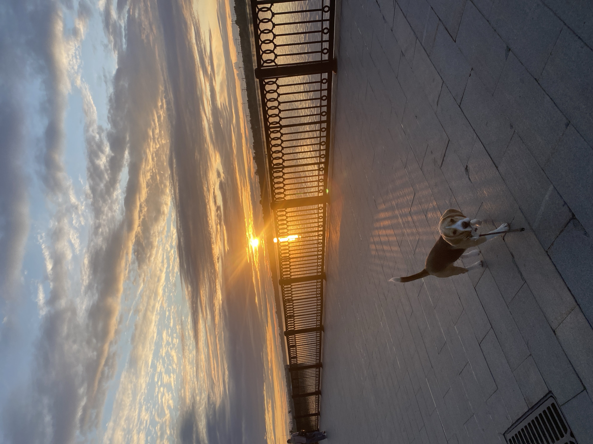 The image depicts a sunset over the Kama River embankment in Perm, Russia. A beagle-mix dog is walking on the paved walkway, holding a stick in its mouth. In the background, a person is walking along the embankment, and a decorative metal fence separates the walkway from the river. The sky is filled with dramatic clouds illuminated by the setting sun, casting a warm glow on the water and the surrounding environment. The overall scene is peaceful and scenic, capturing a moment of natural beauty at the end of the day.