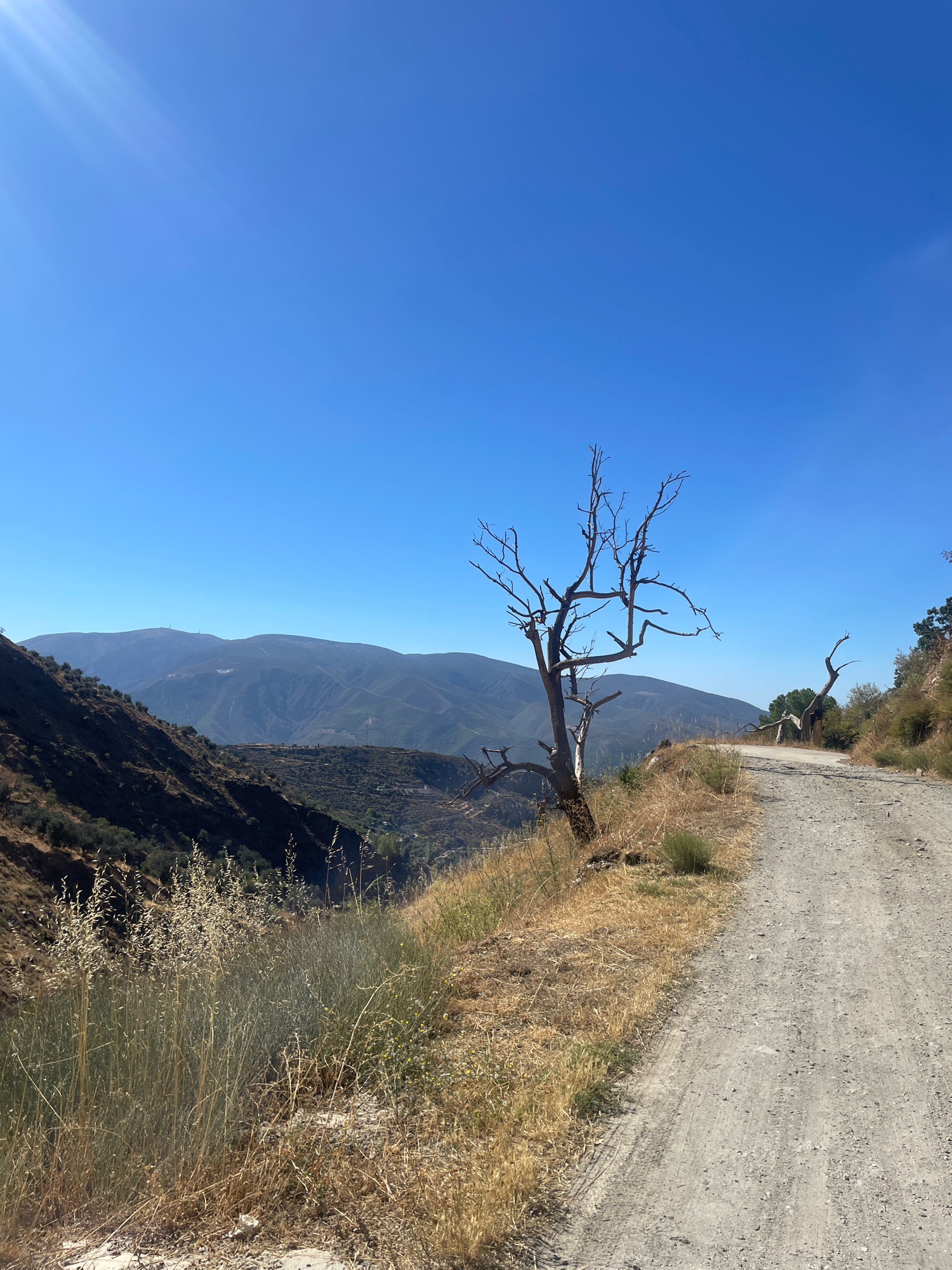 The image depicts a dirt road winding through a dry, mountainous landscape under a clear blue sky. The terrain is characterized by arid vegetation, including dry grasses and sparse bushes, with evidence of a past fire in some areas of the hillside. Several bare, gnarled trees, likely dead or dormant, are scattered along the roadside and on the slopes. In the background, a series of layered mountain ranges stretch across the horizon, their slopes covered in scrub and some signs of terraced cultivation. The scene appears to be located in a rural, possibly remote, area. Based on the description and visual cues, this location is consistent with the mountainous regions surrounding Lanjarón, Spain, known for its dry climate and scenic vistas.