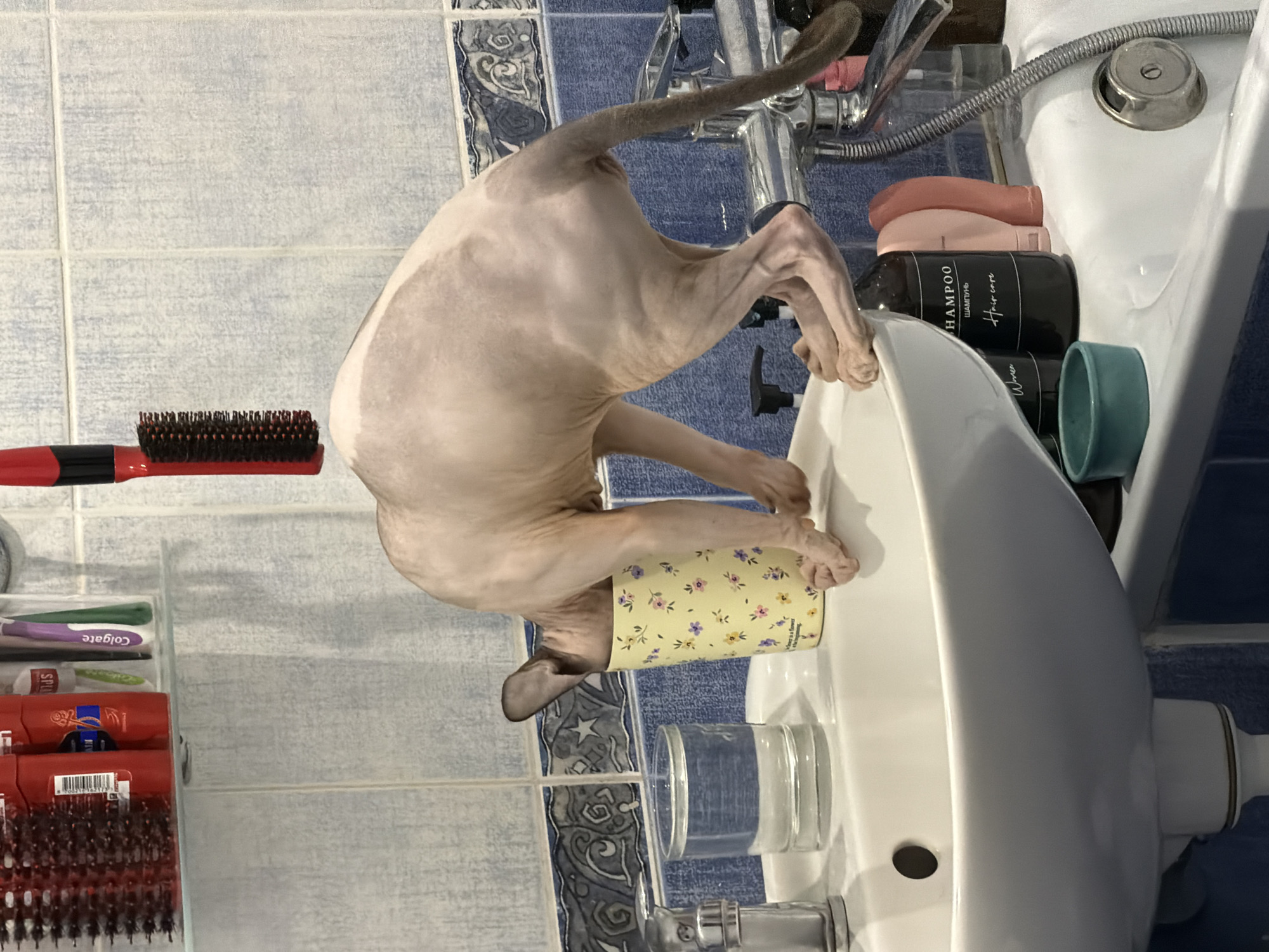 A hairless cat is drinking water from a yellow cup with a floral pattern, which is placed in a white bathroom sink. The cat's head is inside the cup, and its body is arched over the sink. To the left of the cup, there is a glass of water with a stream of water flowing into it from the faucet. The sink is made of white ceramic, and the faucet is chrome. The bathroom walls are tiled with blue and white tiles. Various toiletries, including shampoo bottles, toothbrushes, and a hairbrush, are visible on a shelf above the sink. The image appears to have been taken in a residential bathroom.