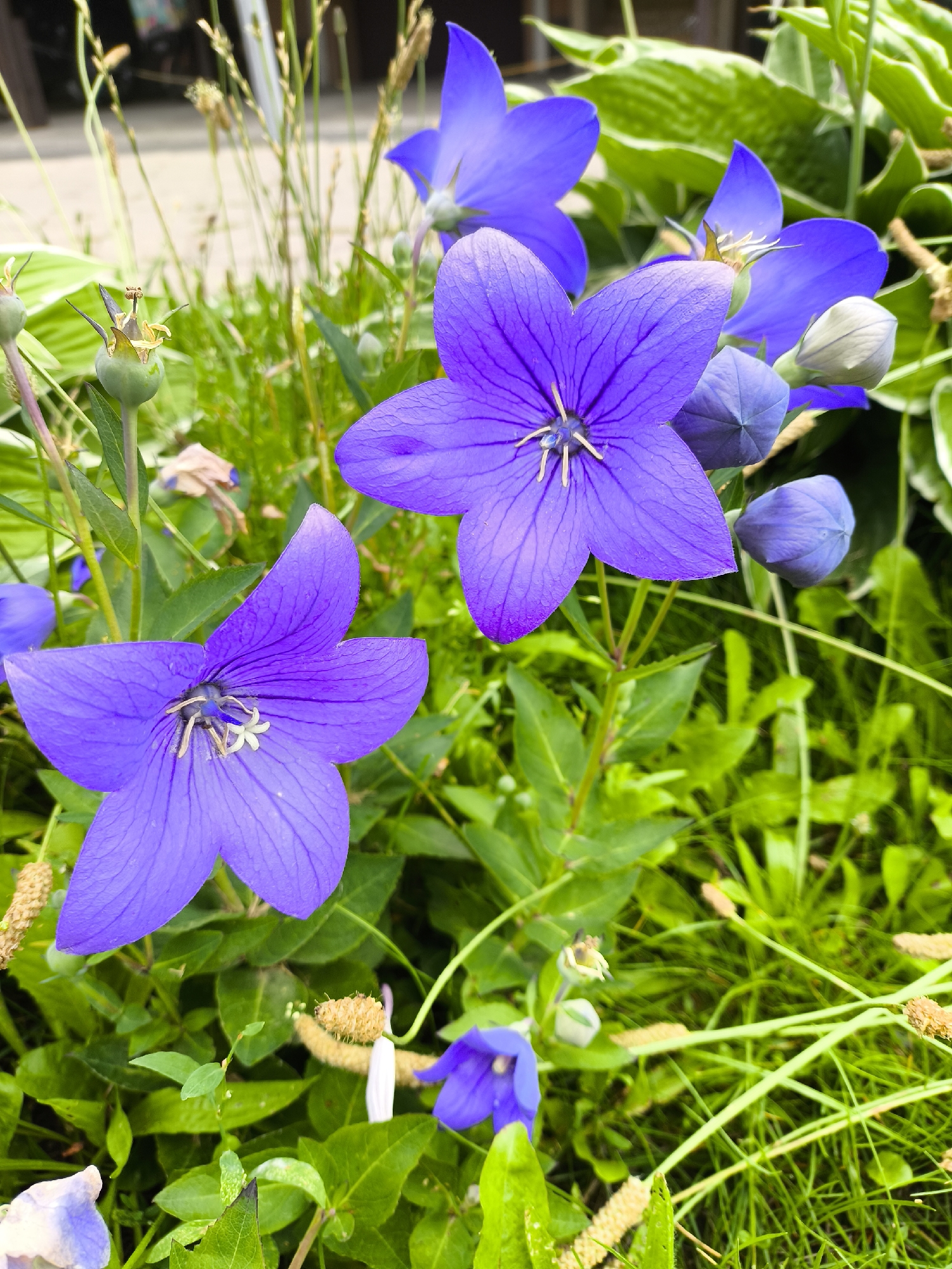 In the city of Krasnogorsk, Russia, a close-up, eye-level photograph captures a cluster of vibrant purple balloon flowers (Platycodon grandiflorus) in bloom. The flowers, with their distinctive bell shapes and prominent stamens, are the primary subjects, dominating the foreground and mid-ground. Their petals are delicately veined, and some show water droplets, suggesting recent rain or dew. Surrounding the flowers are lush green leaves and stems, creating a dense, naturalistic backdrop. Several unopened balloon flower buds, a lighter shade of blue-purple, are also visible, hinting at ongoing growth and the potential for more blossoms. In the background, out of focus, hints of gravel, dry grass seed heads, and broad-leaved plants can be discerned, suggesting a garden or park setting. The lighting is bright, indicating daylight, and the focus is sharp on the flowers, while the background is softly blurred.