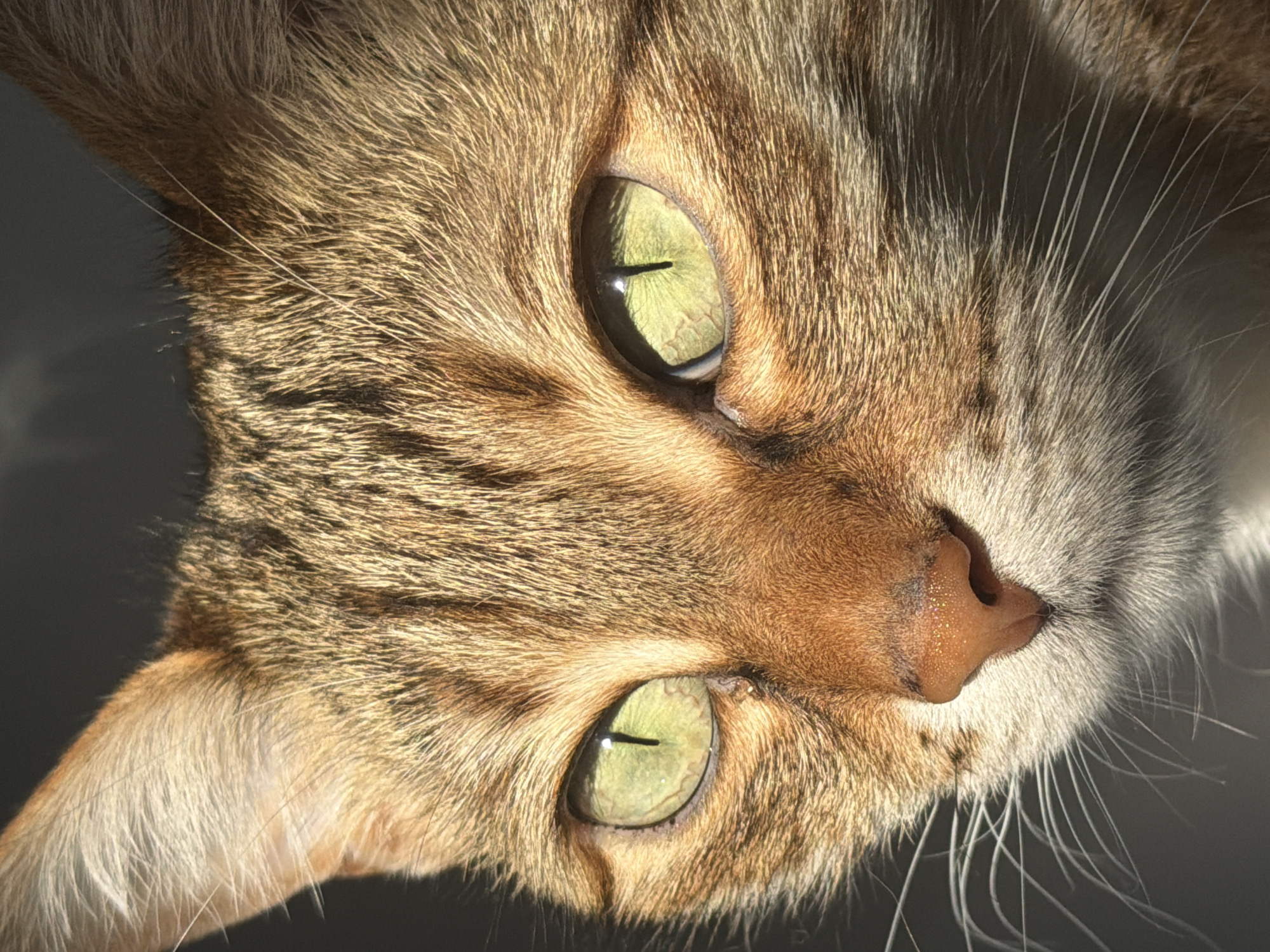 This is a close-up, high-resolution portrait of a domestic cat's face, oriented diagonally across the frame. The cat, likely a tabby, has striking green or hazel eyes with vertical slit pupils that appear dilated, reflecting a strong light source. Its fur is a mix of brown, gold, and darker tabby stripes, meticulously detailed, especially where the light catches individual strands. Lighter, almost white, fur is visible around the muzzle and chin, contrasting with the darker stripes on its forehead and cheeks.
The lighting is bright and directional, casting strong highlights on the cat's fur and nose, and creating soft shadows. This suggests natural light, possibly sunlight, illuminating the cat from the side. The cat's nose is a textured, pinkish-brown color, and long, fine whiskers are prominent, particularly on the right side of the face. Its expression appears alert and focused, with a keen gaze directed slightly off-center.
The background is uniformly dark and out of focus, providing a stark contrast that emphasizes the cat's detailed features. There is no discernible activity other than the cat's intense stare. No text is visible in the image. The image captures the cat's beauty and the intricacy of its features, likely taken in Milan, Italy.